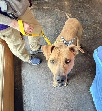 Enlarge Bruce, a ADOPTABLE mixed breed in Petersburg, VA image 1/6