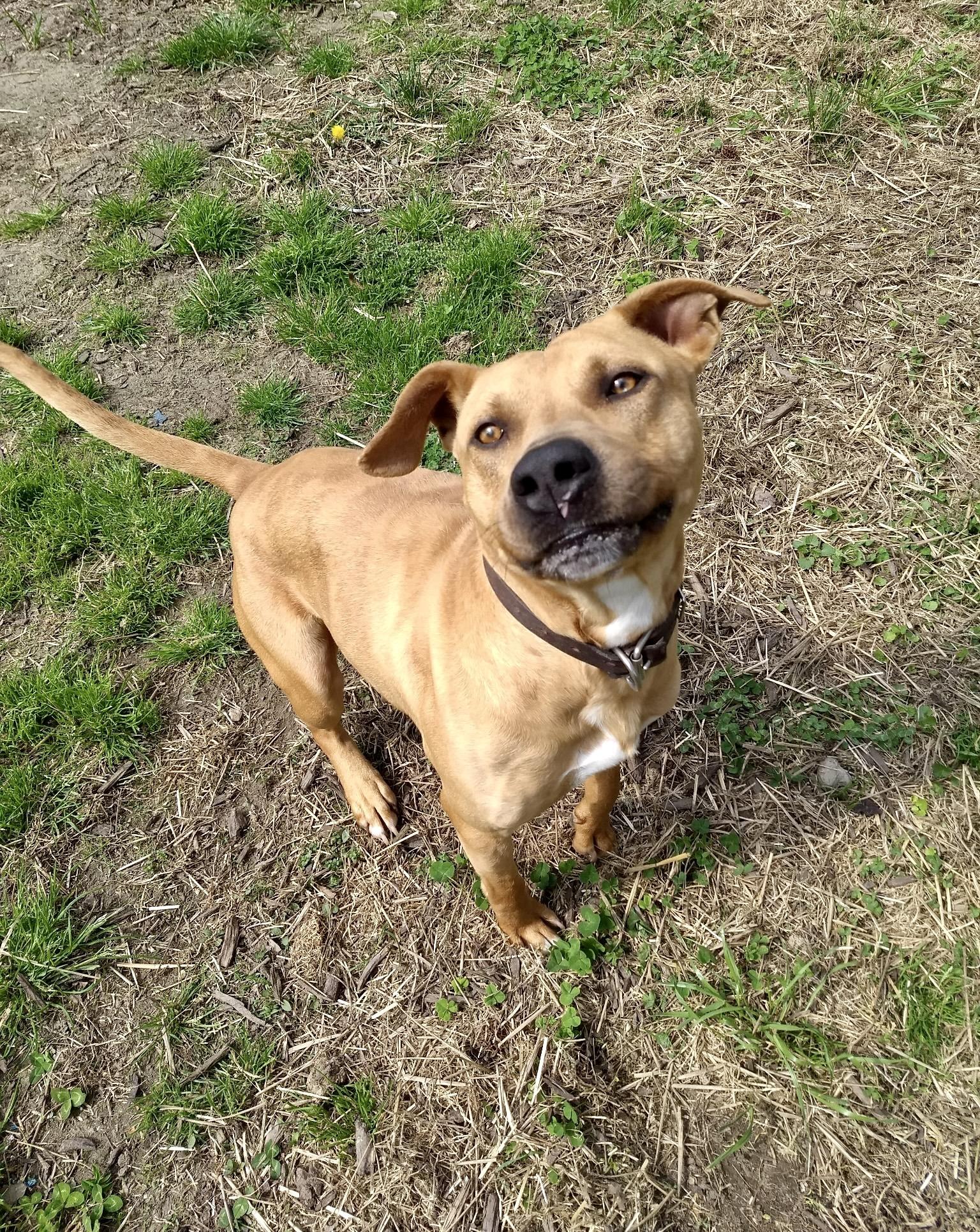 Enlarge Bruce, a ADOPTABLE mixed breed in Petersburg, VA image 2/6