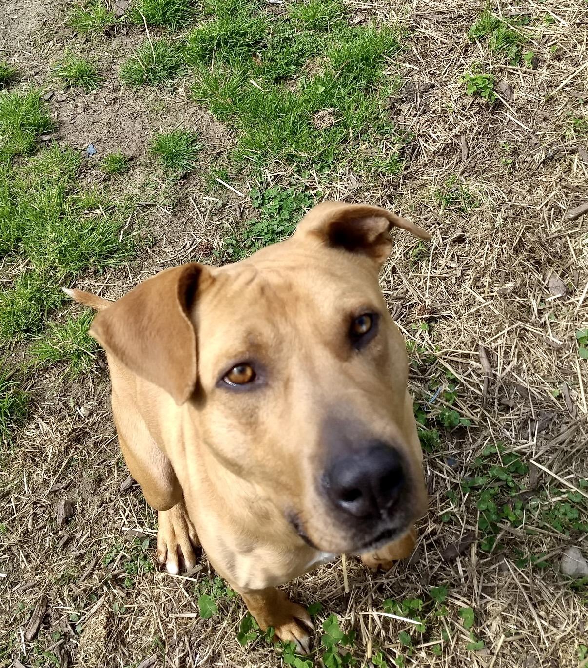 Enlarge Bruce, a ADOPTABLE mixed breed in Petersburg, VA image 3/6