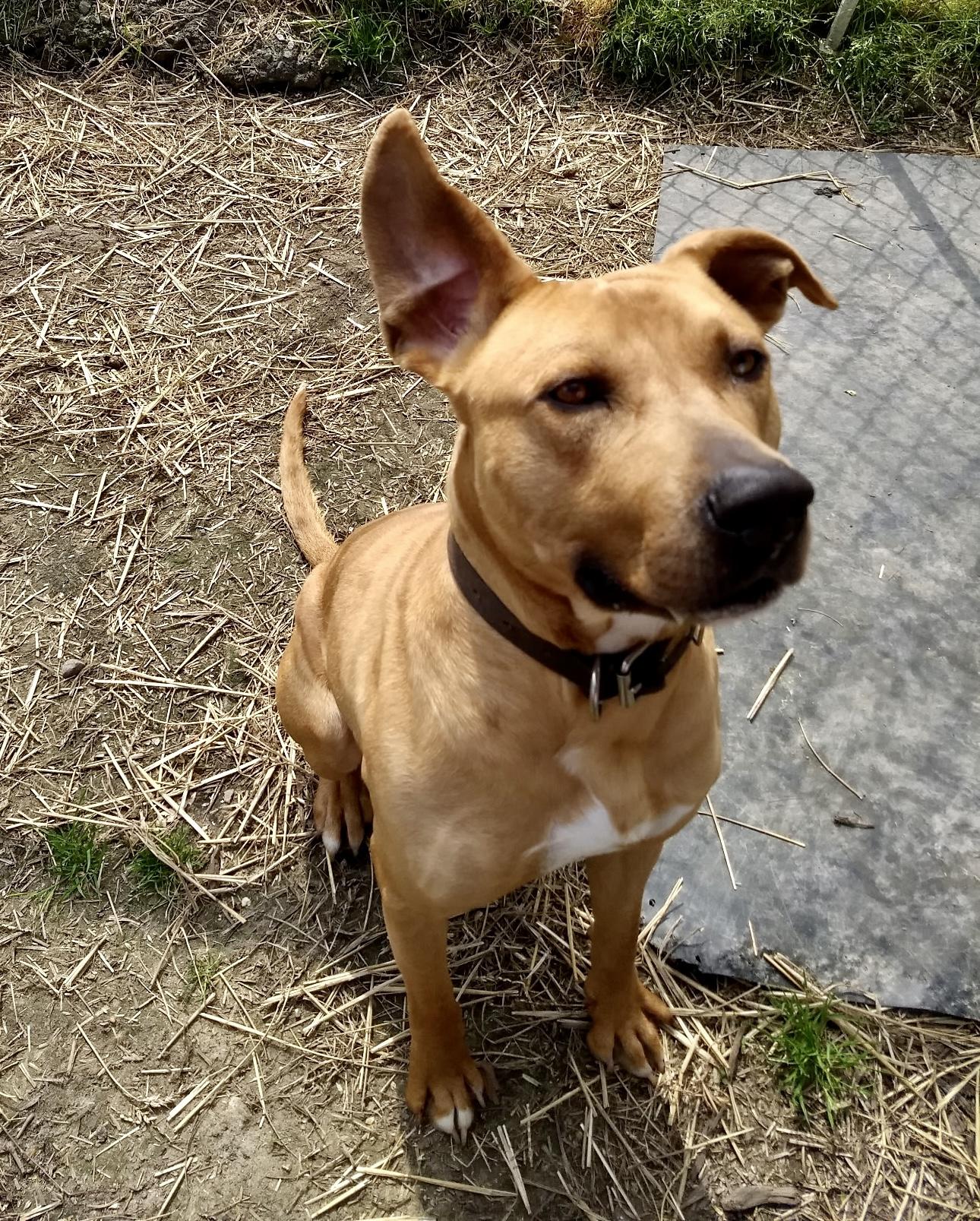 Enlarge Bruce, a ADOPTABLE mixed breed in Petersburg, VA image 1/6