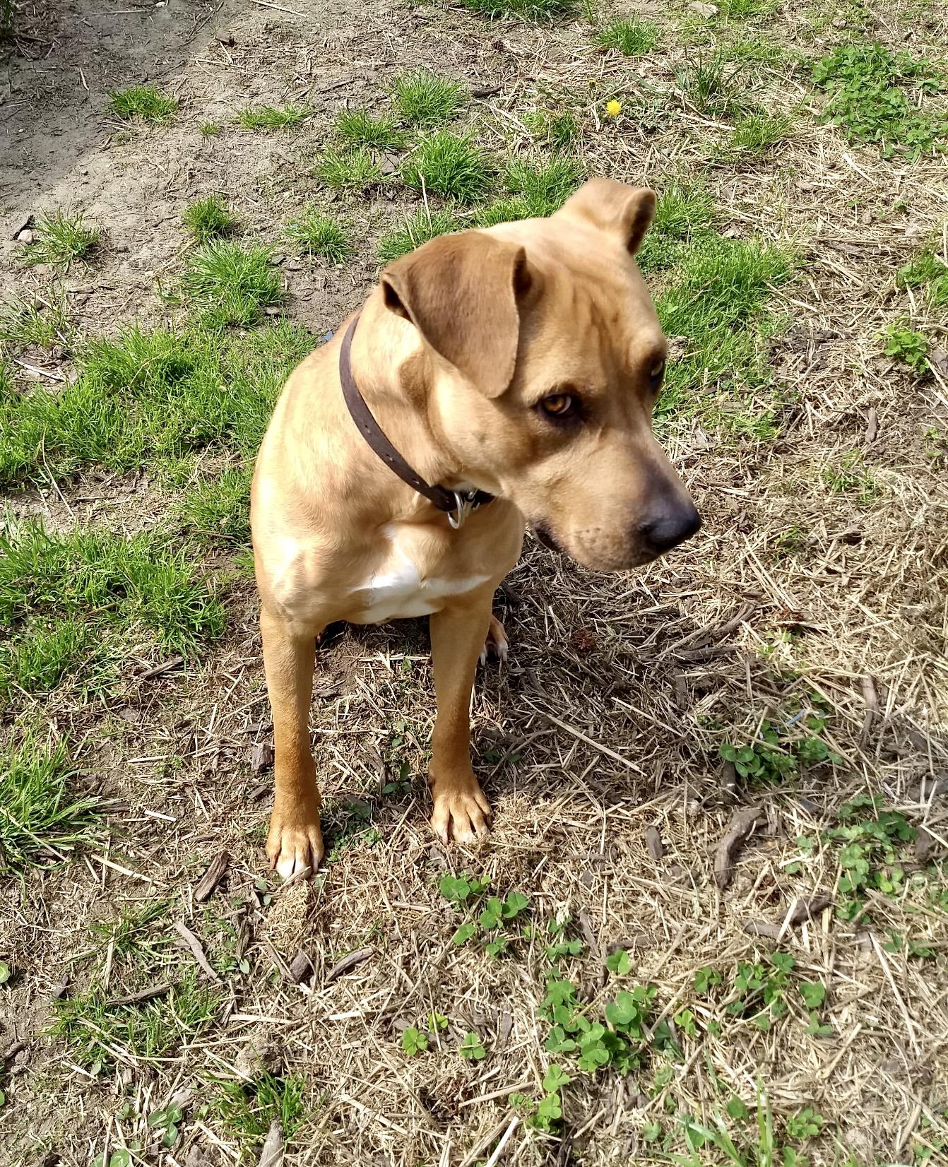 Enlarge Bruce, a ADOPTABLE mixed breed in Petersburg, VA image 5/6