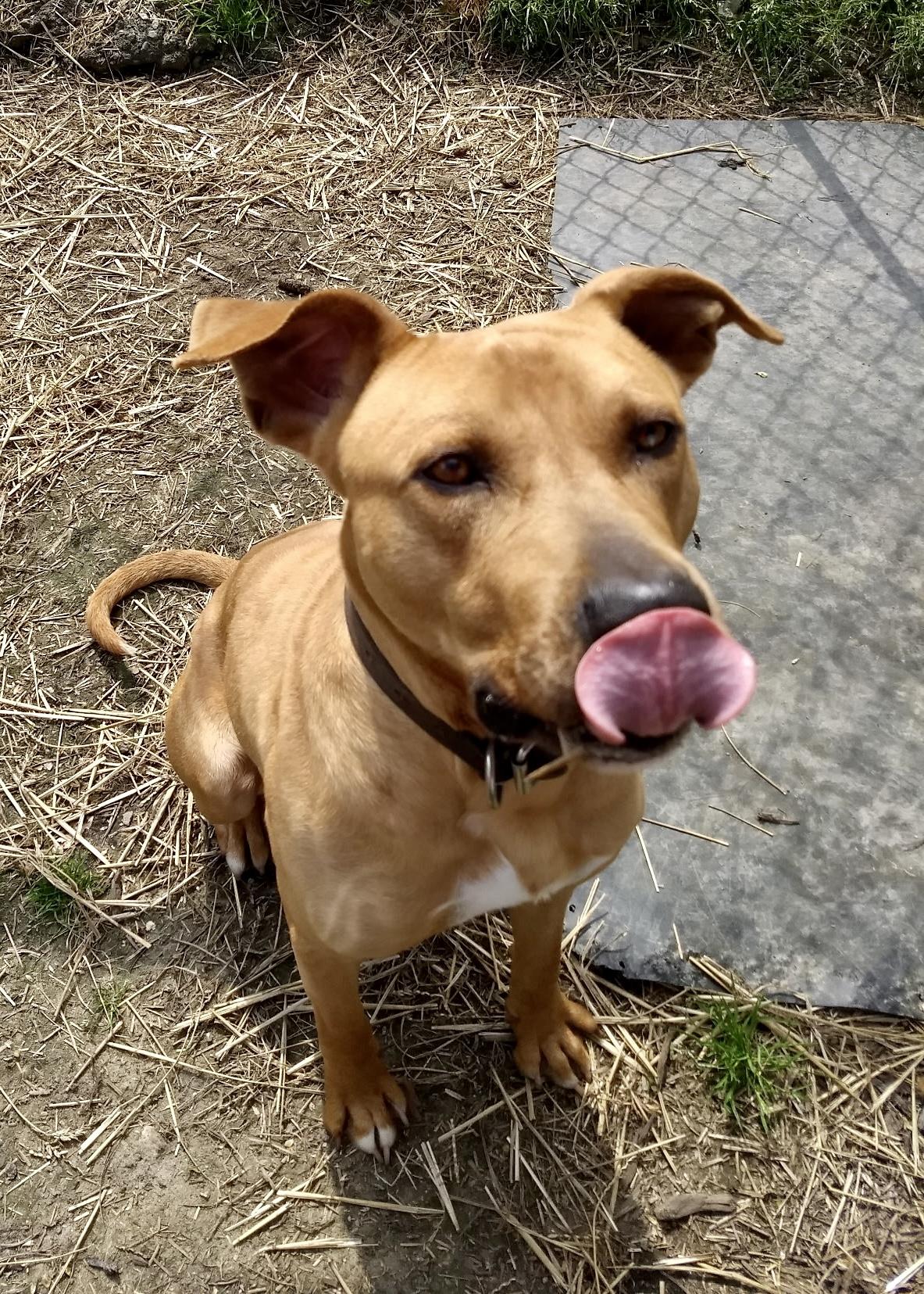 Enlarge Bruce, a ADOPTABLE mixed breed in Petersburg, VA image 6/6