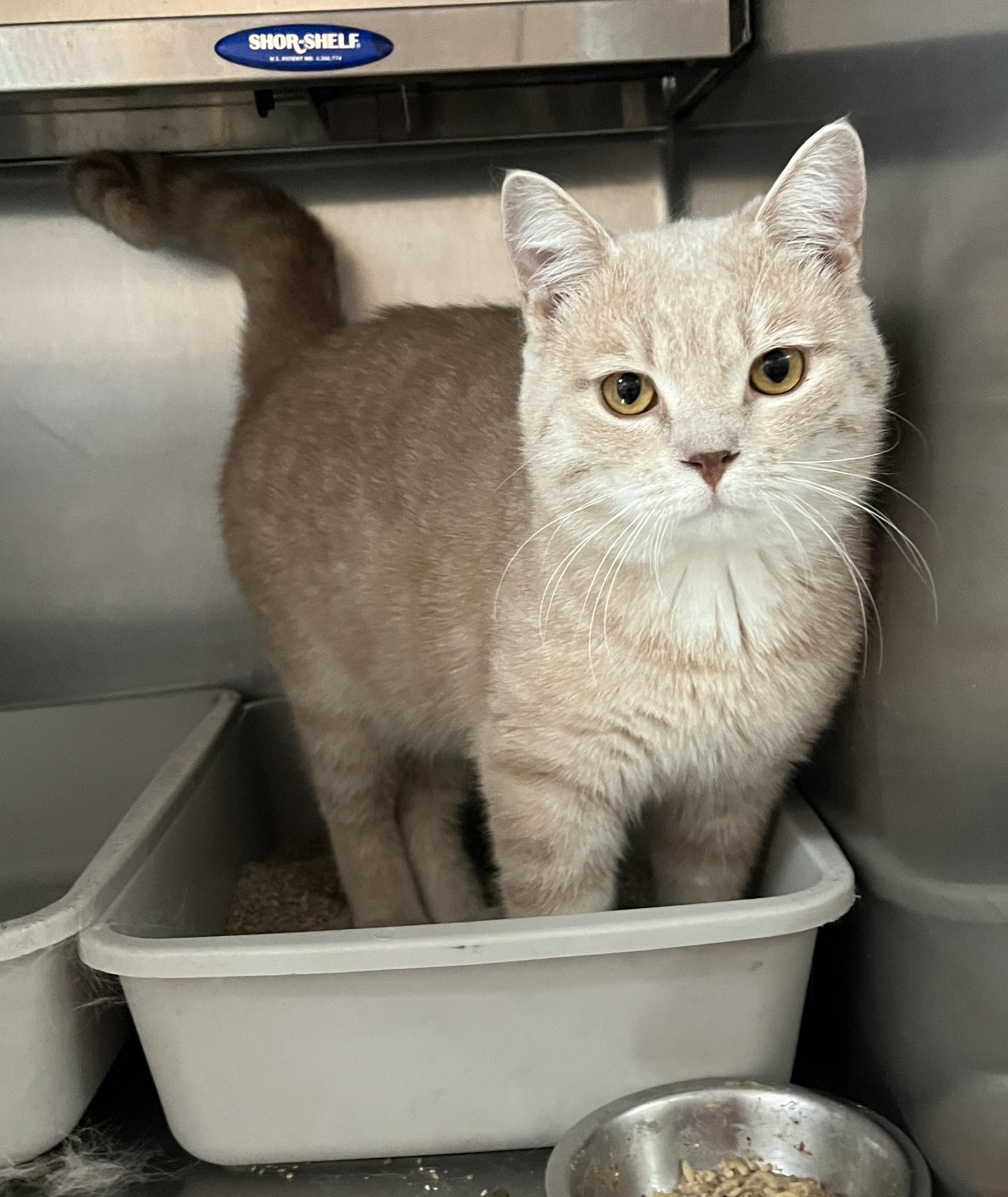 Enlarge CACAO (CR/SC), an adoptable American Shorthair in Sainte-Angele-de-Monnoir, QC image 3/6