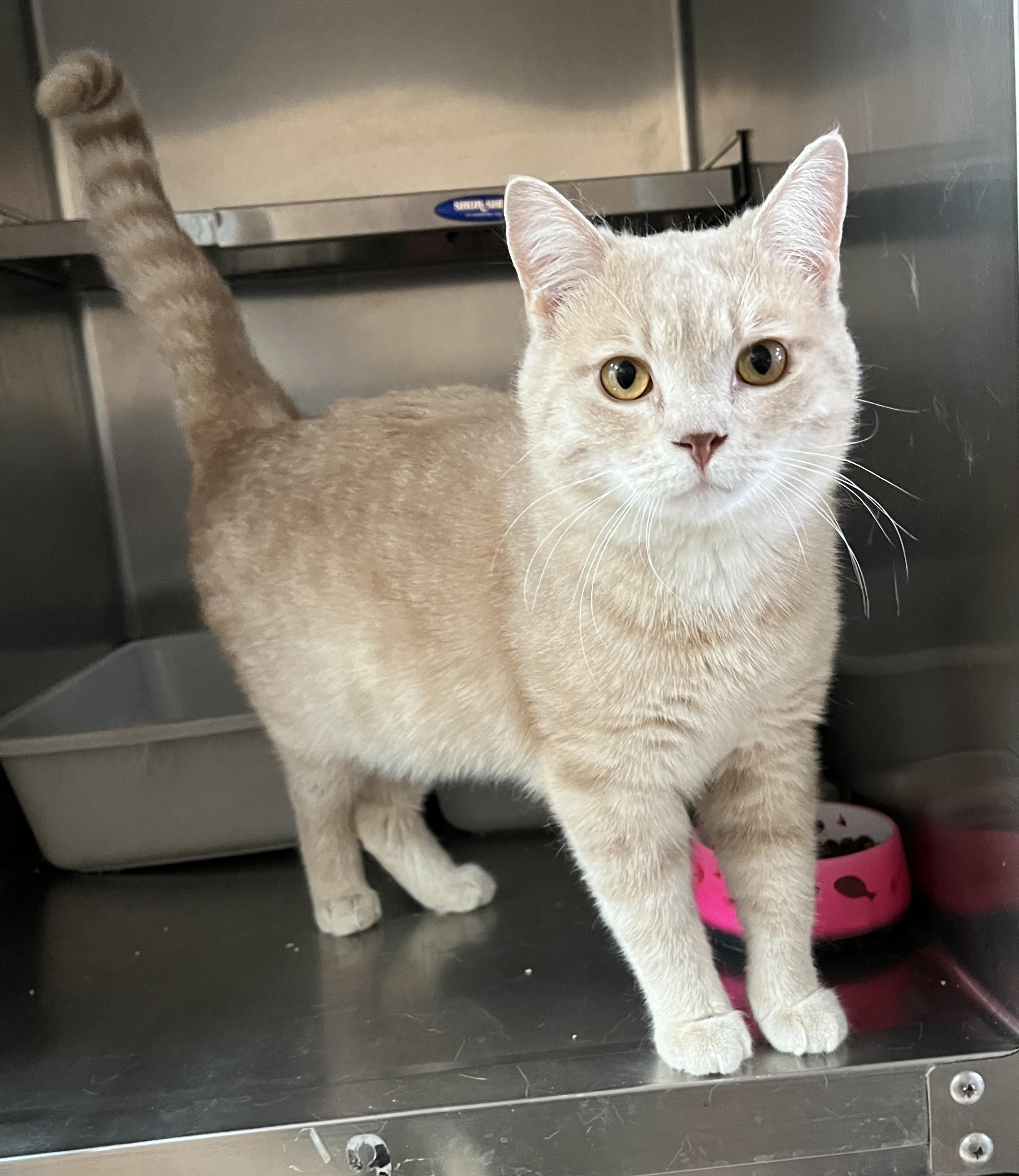 Enlarge CACAO (CR/SC), an adoptable American Shorthair in Sainte-Angele-de-Monnoir, QC image 4/6