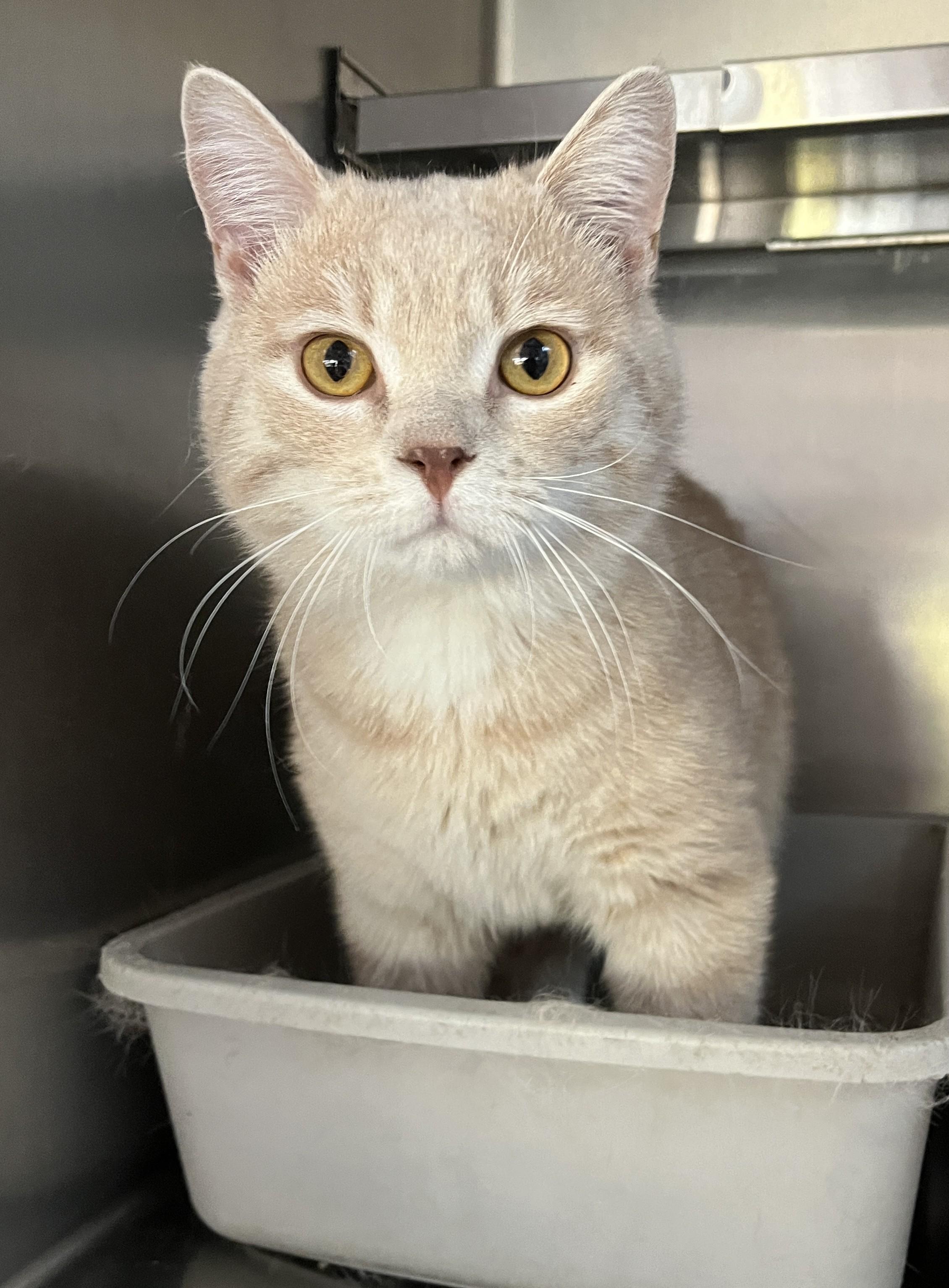 CACAO (CR/SC), adoptable, Young Male American Shorthair.