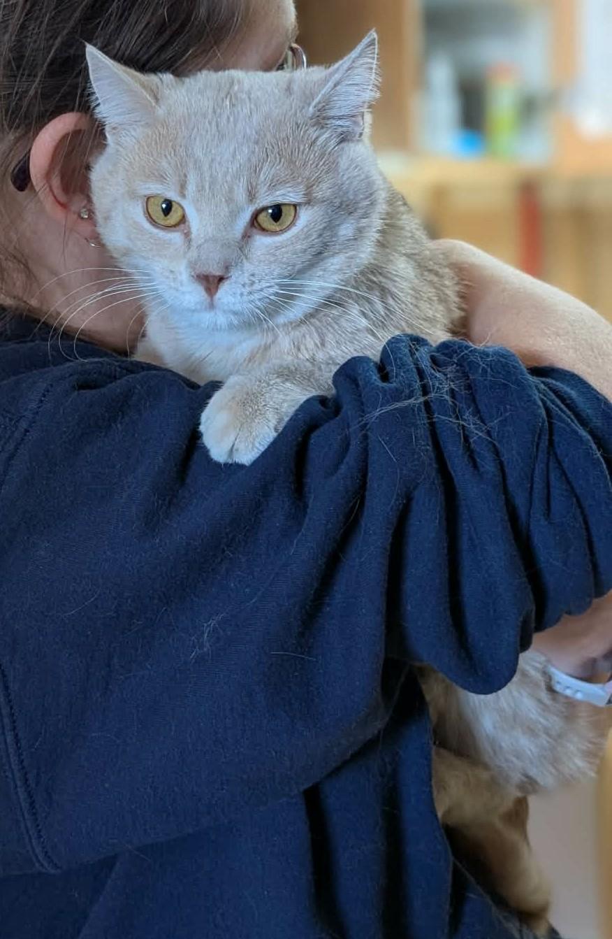 Enlarge CACAO (CR/SC), an adoptable American Shorthair in Sainte-Angele-de-Monnoir, QC image 2/6