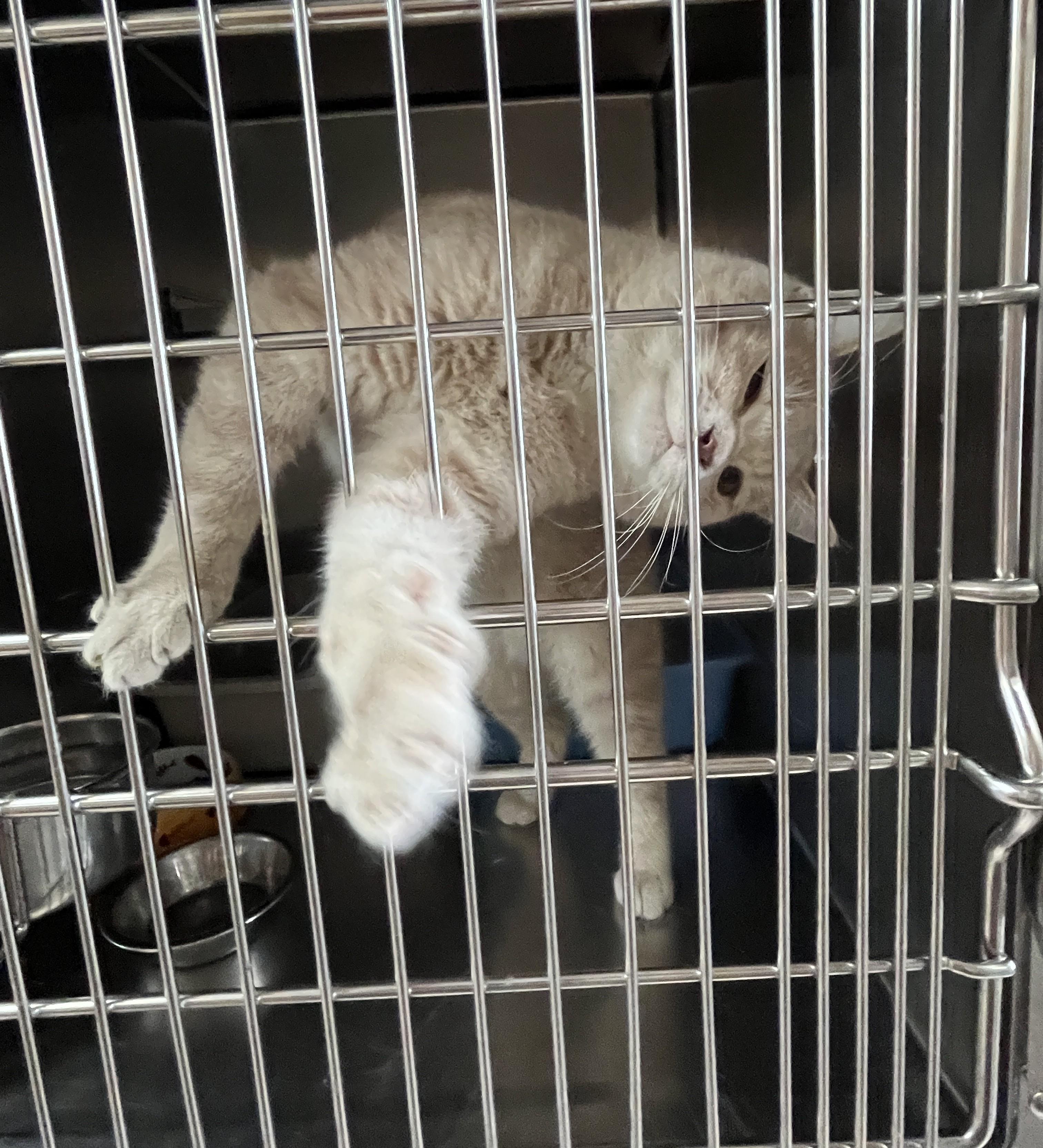 Enlarge CACAO (CR/SC), an adoptable American Shorthair in Sainte-Angele-de-Monnoir, QC image 6/6