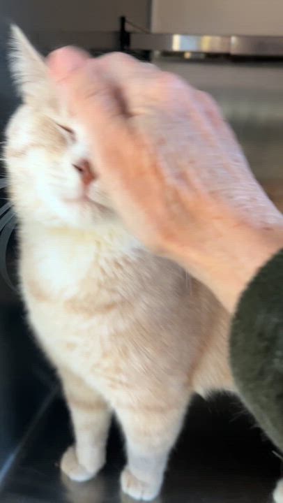 Enlarge CACAO (CR/SC), an adoptable American Shorthair in Sainte-Angele-de-Monnoir, QC video 5/6