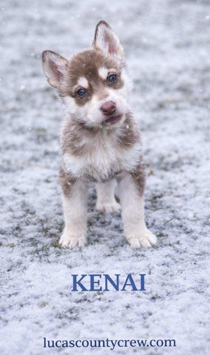 Kenai