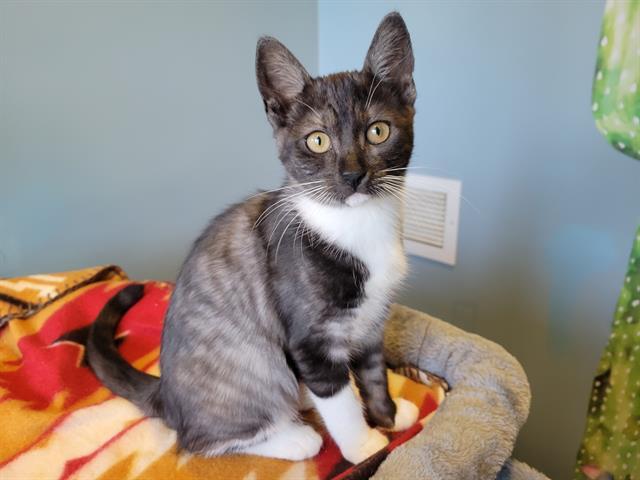 Enlarge OPHELIA, a Adoptable Domestic Short Hair in Santa Clara, CA image 1/1