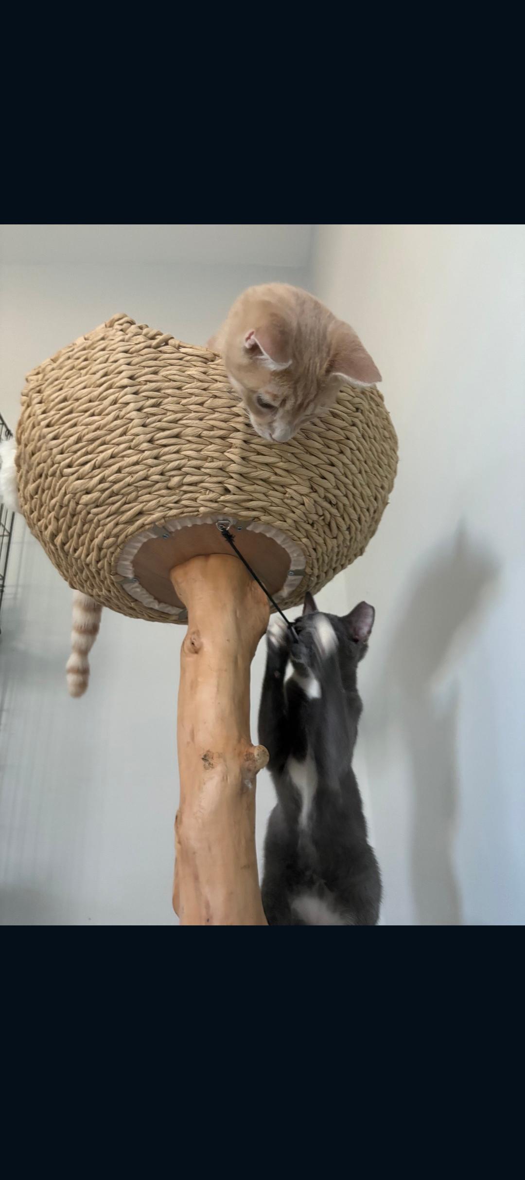 Enlarge Nick , a ADOPTABLE Tabby in Phoenix, AZ image 5/6