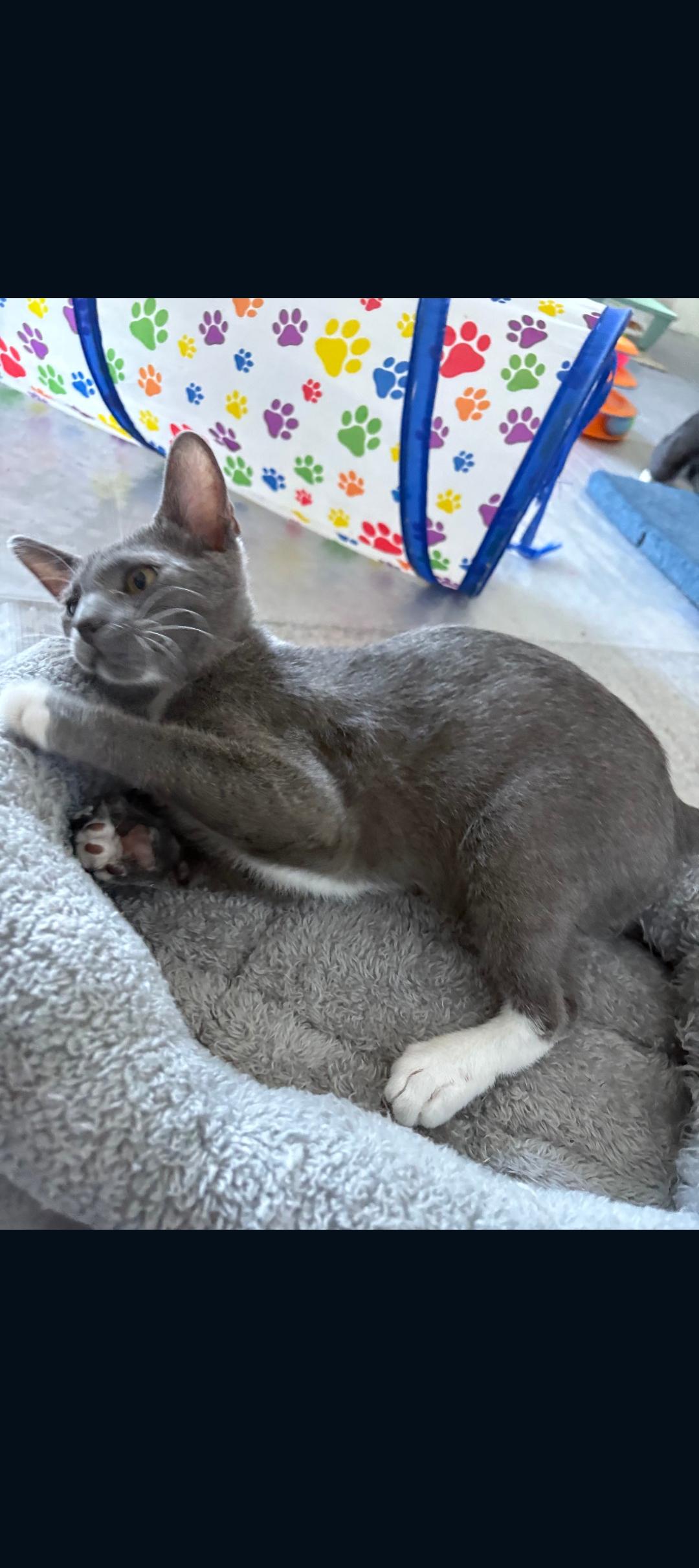 Enlarge Nick , a ADOPTABLE Tabby in Phoenix, AZ image 6/6