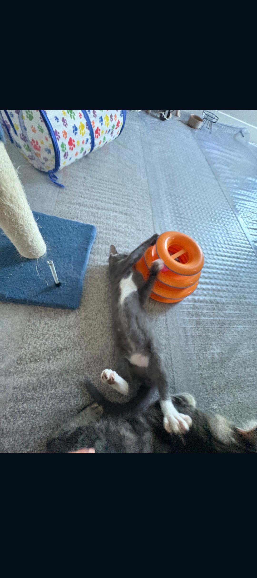 Enlarge Nick , a ADOPTABLE Tabby in Phoenix, AZ image 4/6