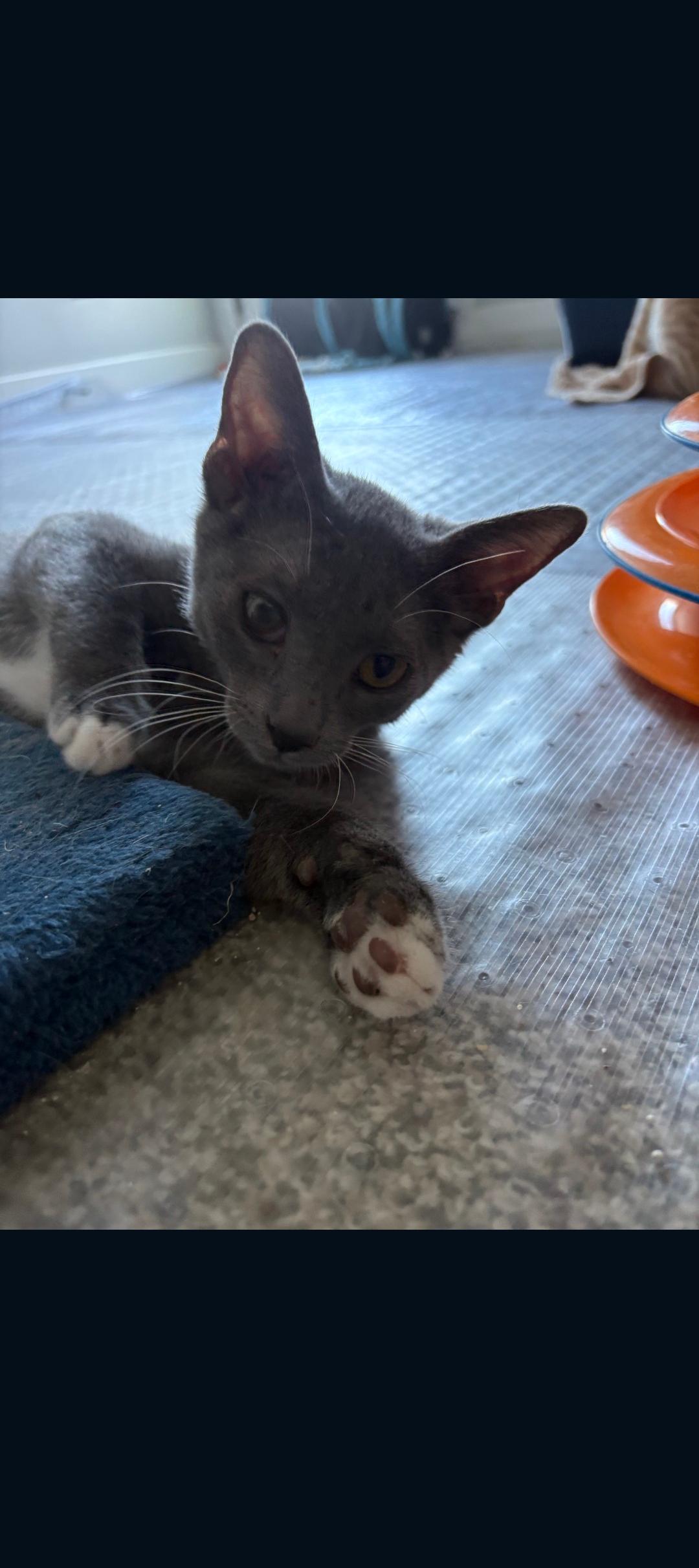 Enlarge Nick , a ADOPTABLE Tabby in Phoenix, AZ image 2/6