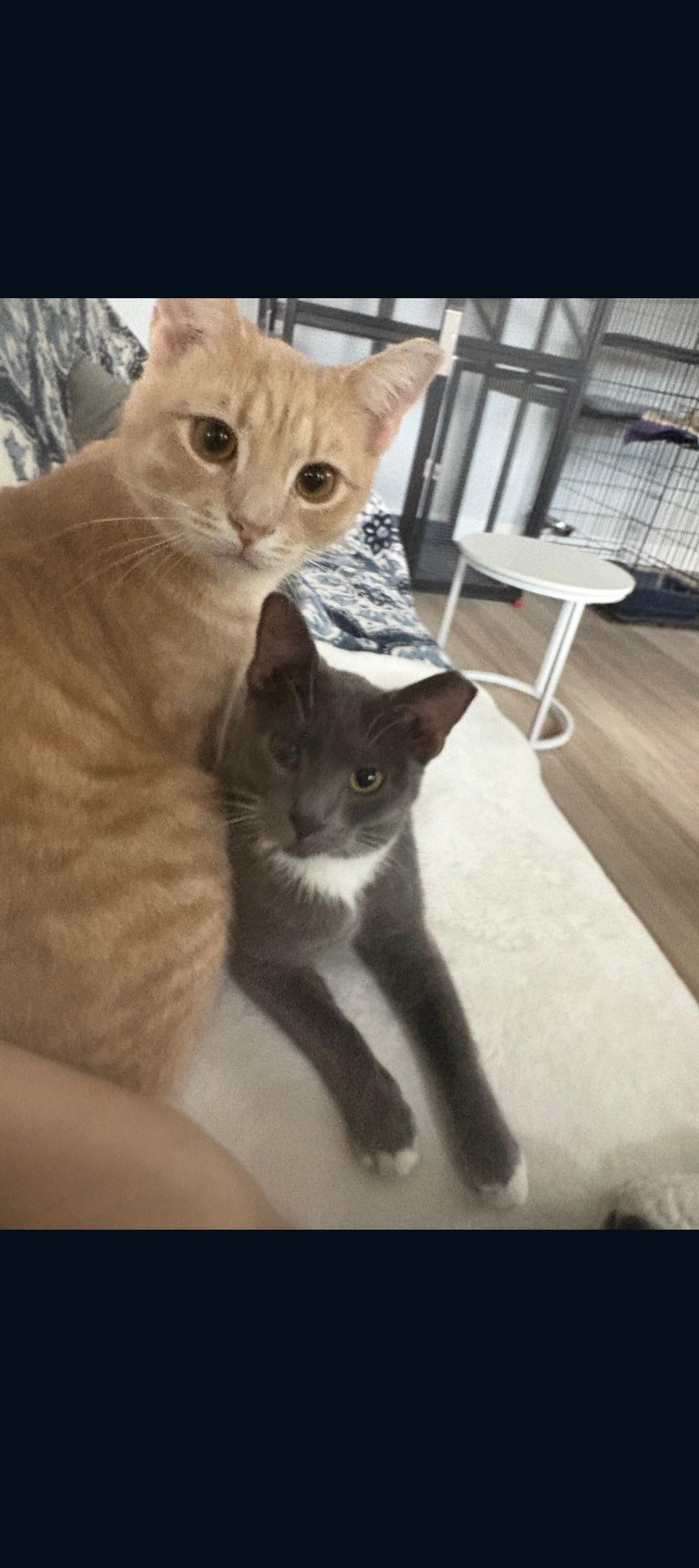 Enlarge Nick , a ADOPTABLE Tabby in Phoenix, AZ image 3/6