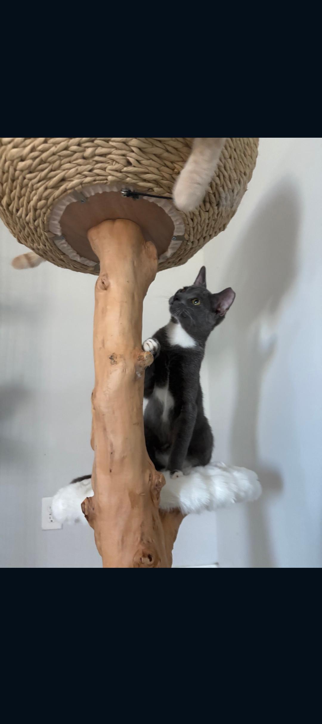 Nick , ADOPTABLE, Kitten Male Tabby.