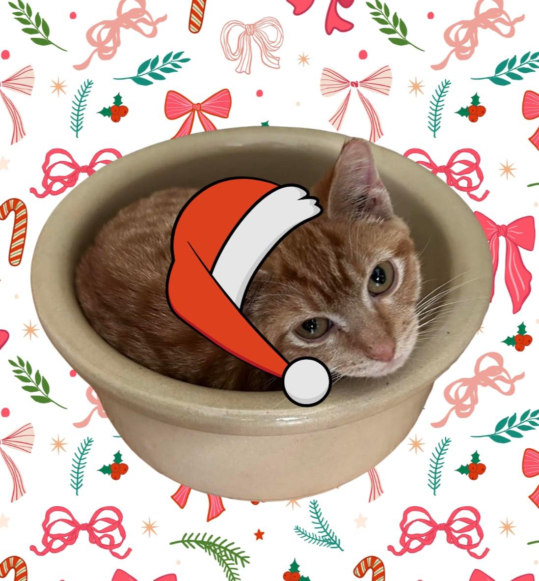 Greyhound, Adoptable, Young Male Domestic Short Hair.