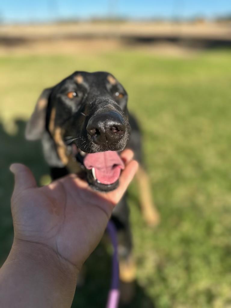 Malina, Adoptable, Young Female Doberman Pinscher.