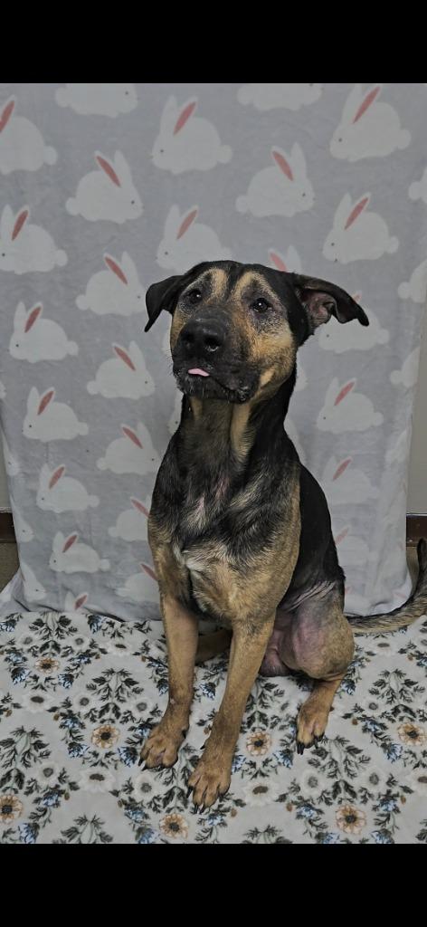 Duke, Adoptable, Adult Male German Shepherd Dog & Rottweiler.