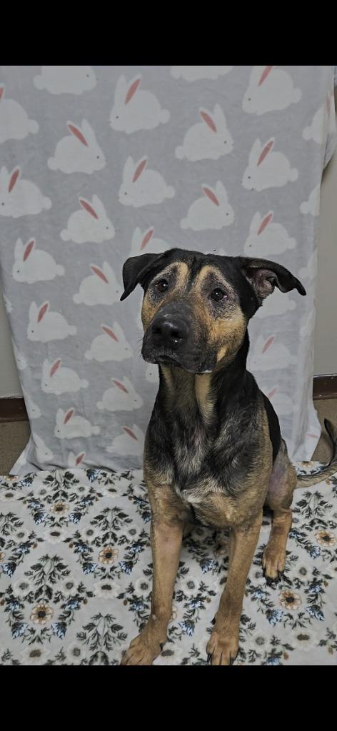 Enlarge Duke, a Adoptable mixed breed in New Manchester, WV image 2/6