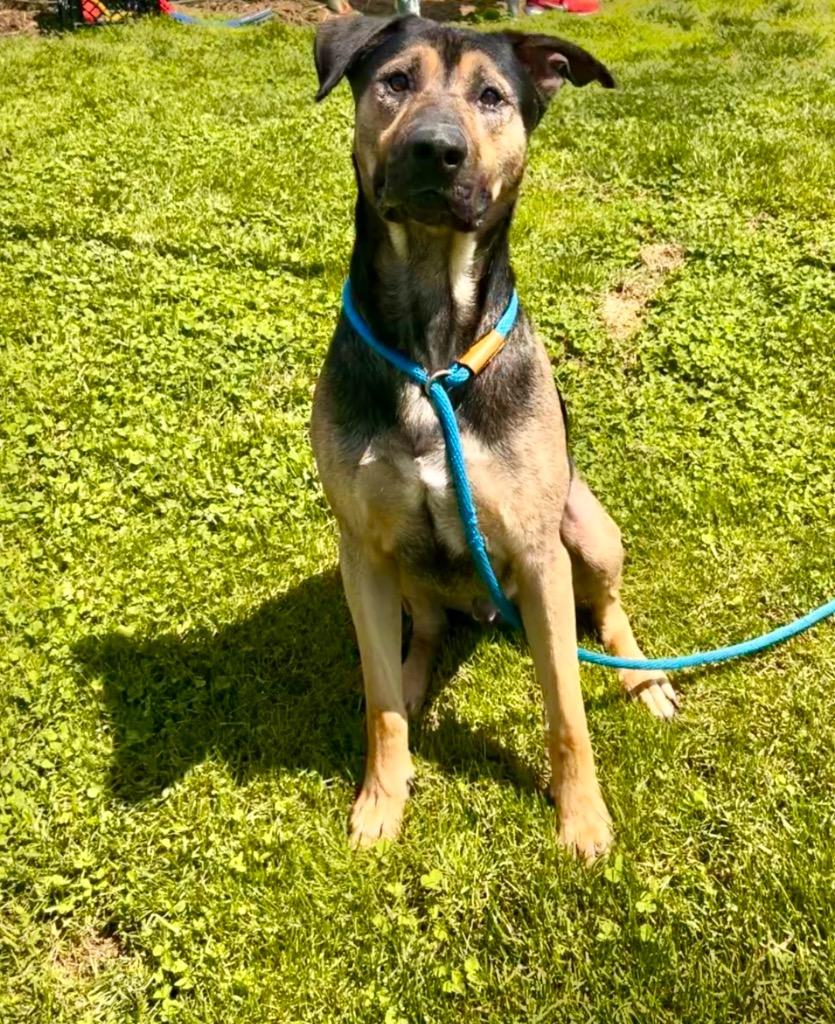Enlarge Duke, a Adoptable mixed breed in New Manchester, WV image 3/6