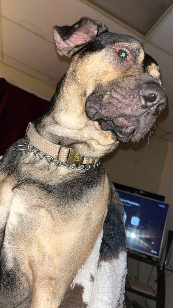 Enlarge Duke, a Adoptable mixed breed in New Manchester, WV image 4/6