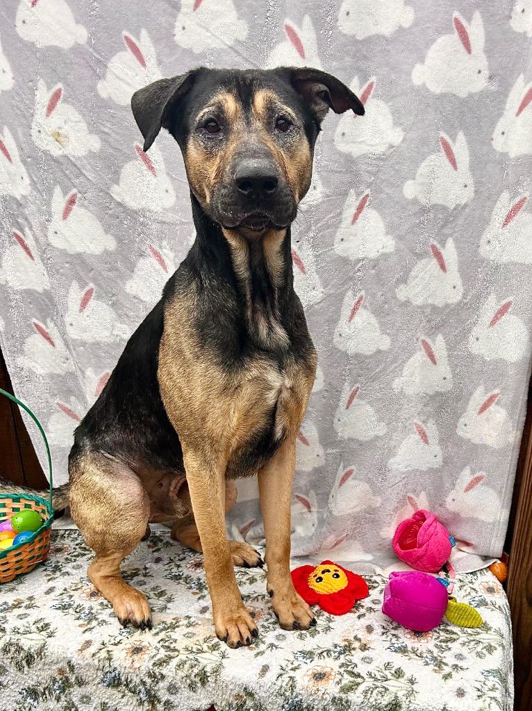 Enlarge Duke, a Adoptable mixed breed in New Manchester, WV image 5/6