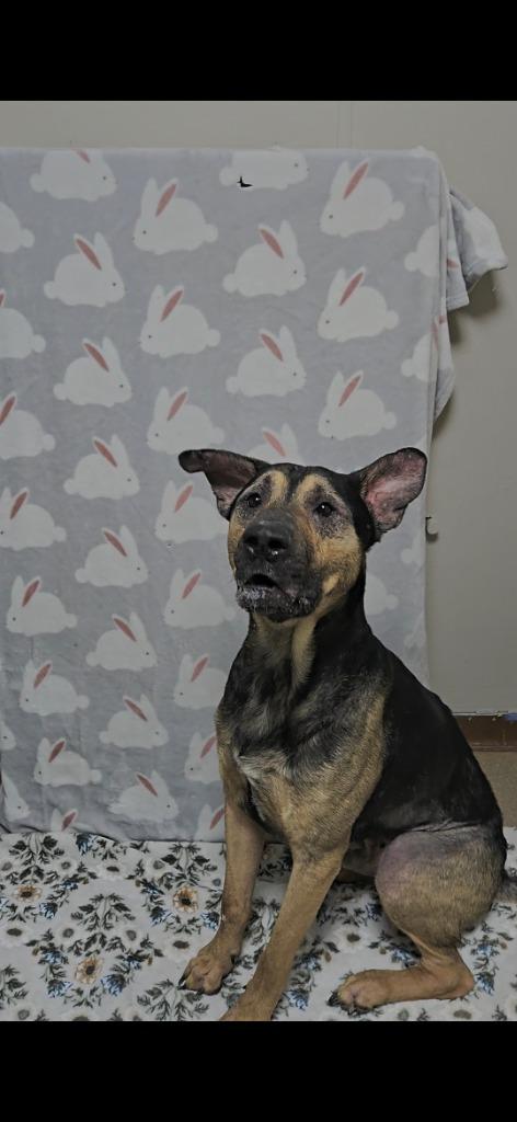 Enlarge Duke, a Adoptable mixed breed in New Manchester, WV image 6/6