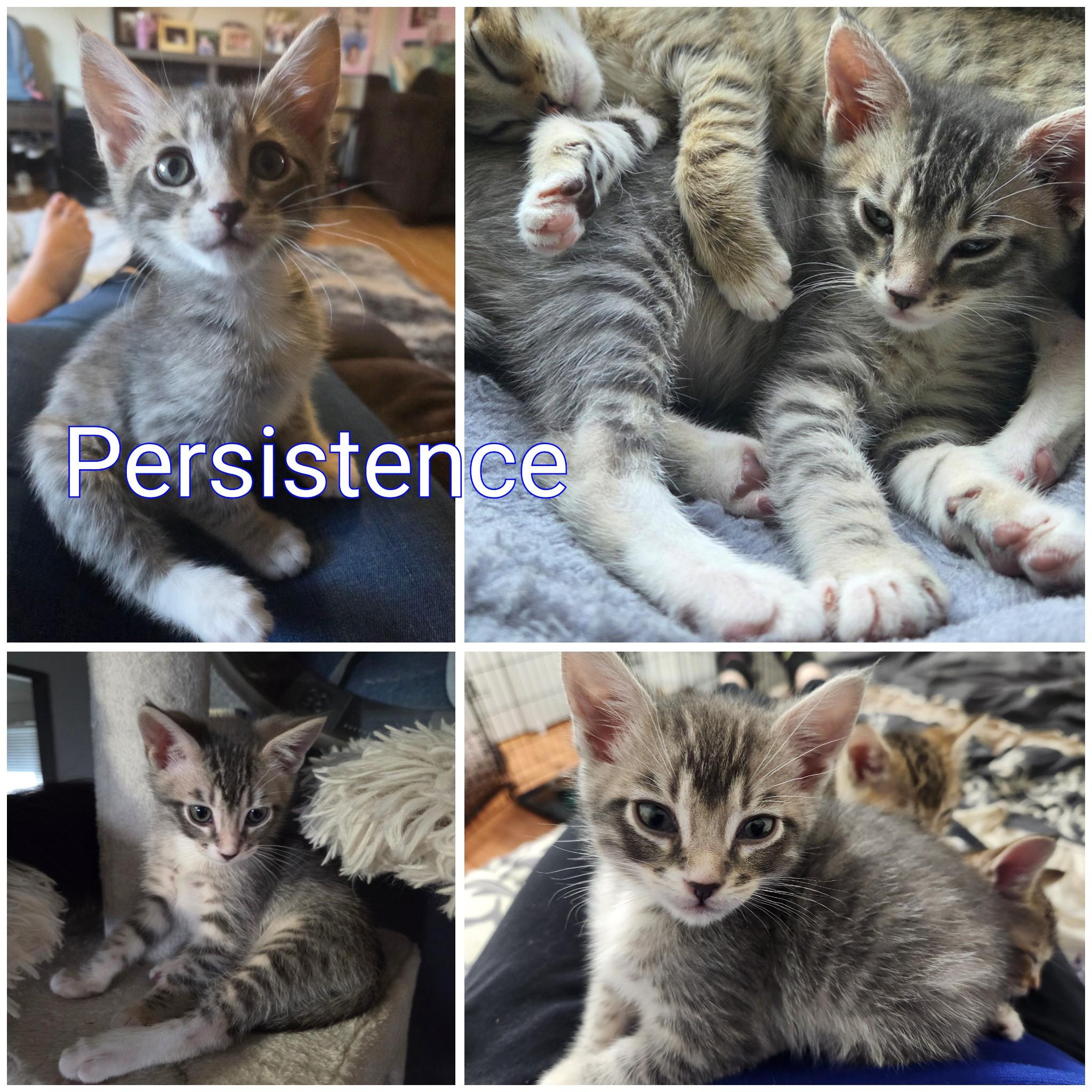 Persistence, adopted, Kitten Male Domestic Short Hair.