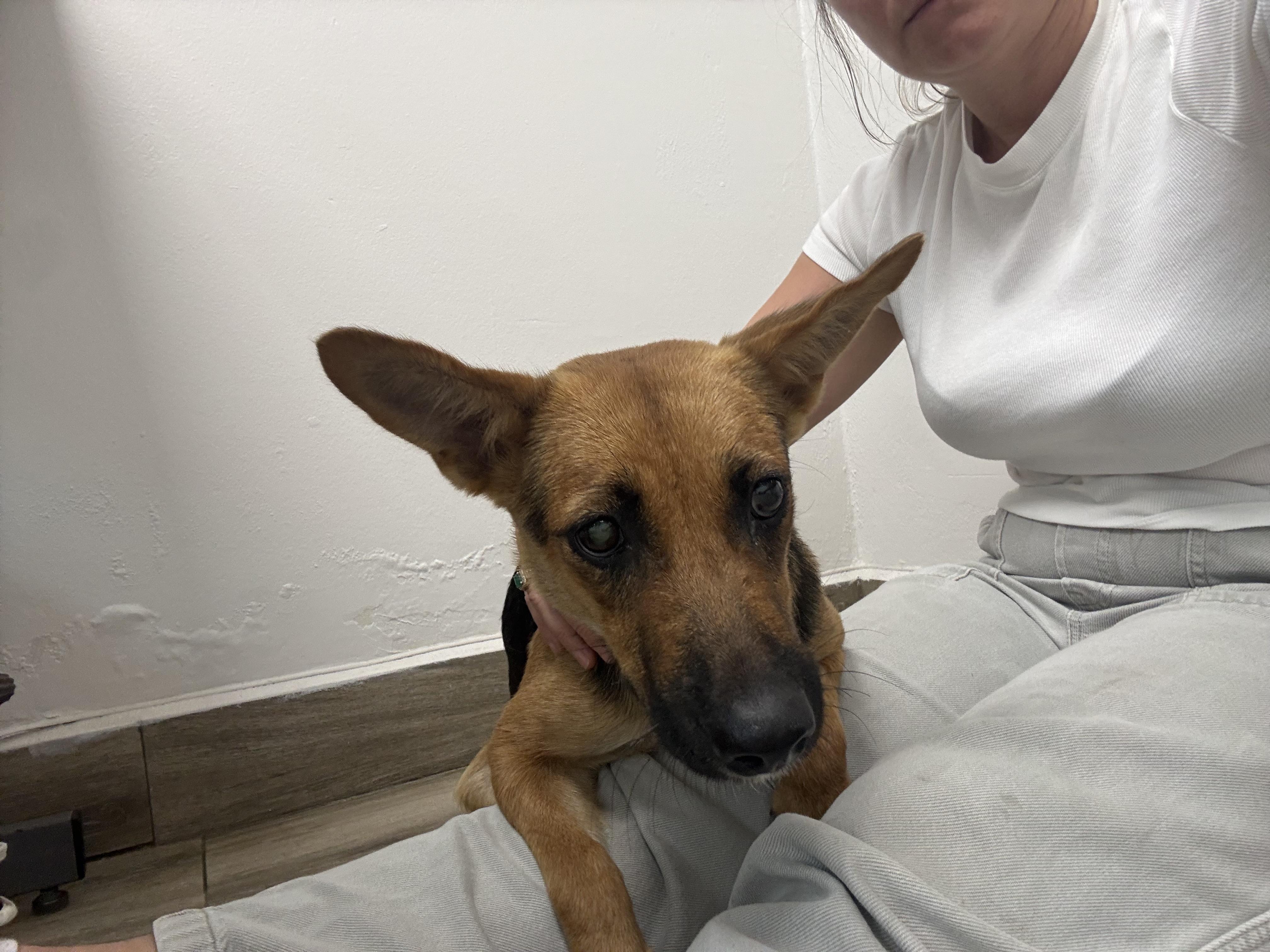 Enlarge Kamila, a ADOPTABLE mixed breed in Mount Kisco, NY image 4/5