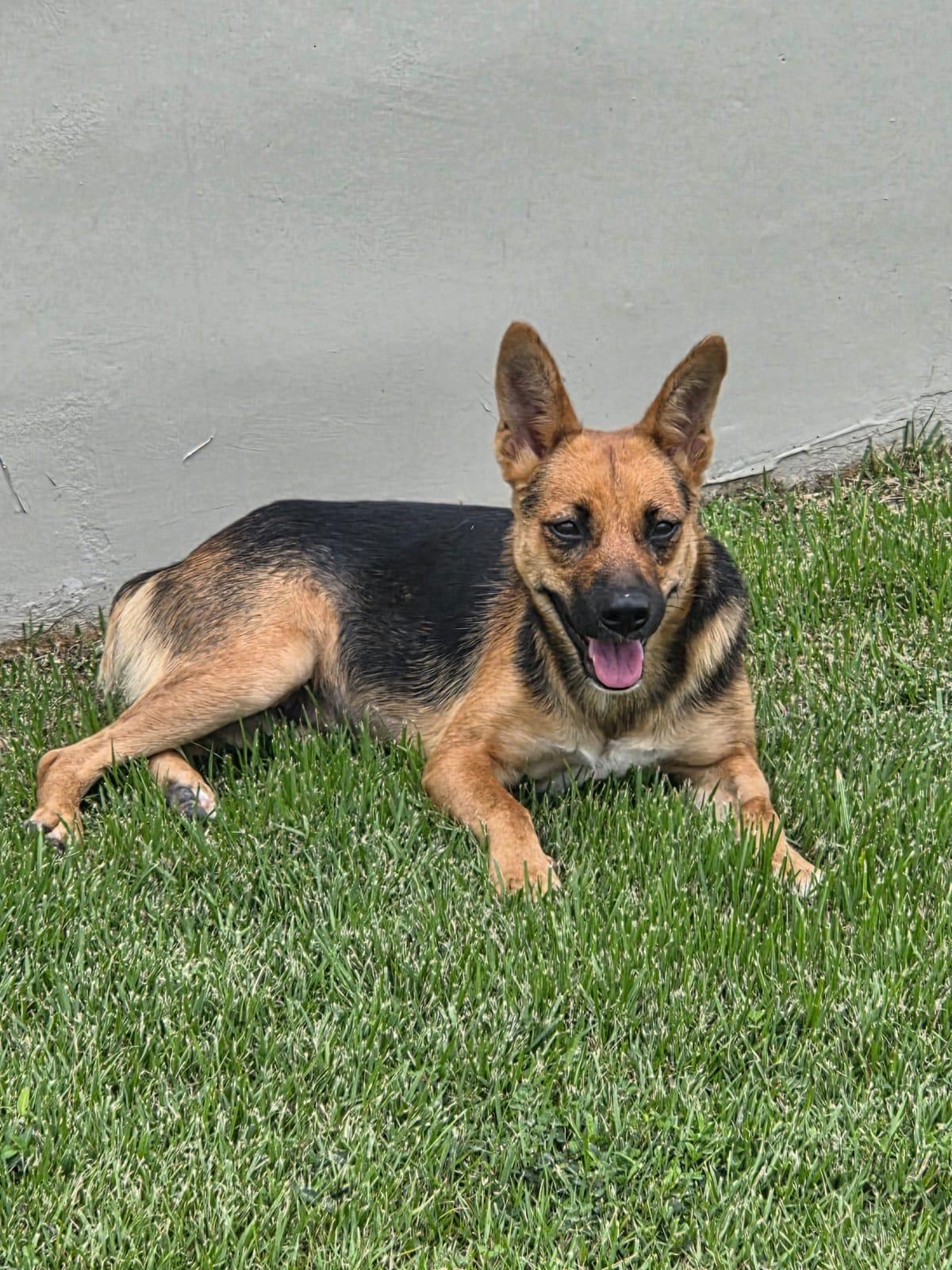 Enlarge Kamila, an adoptable mixed breed in Fairlawn , NJ image 2/6