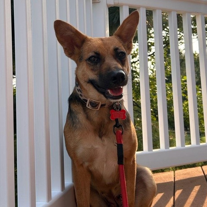 Kamila, adoptable, Young Female Shepherd.