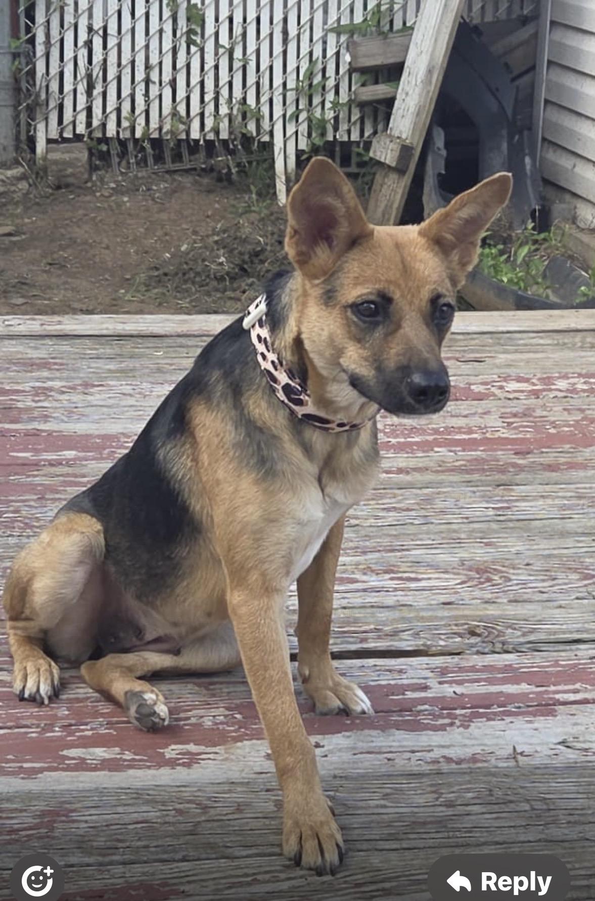 Kamila, adoptable, Young Female Shepherd.