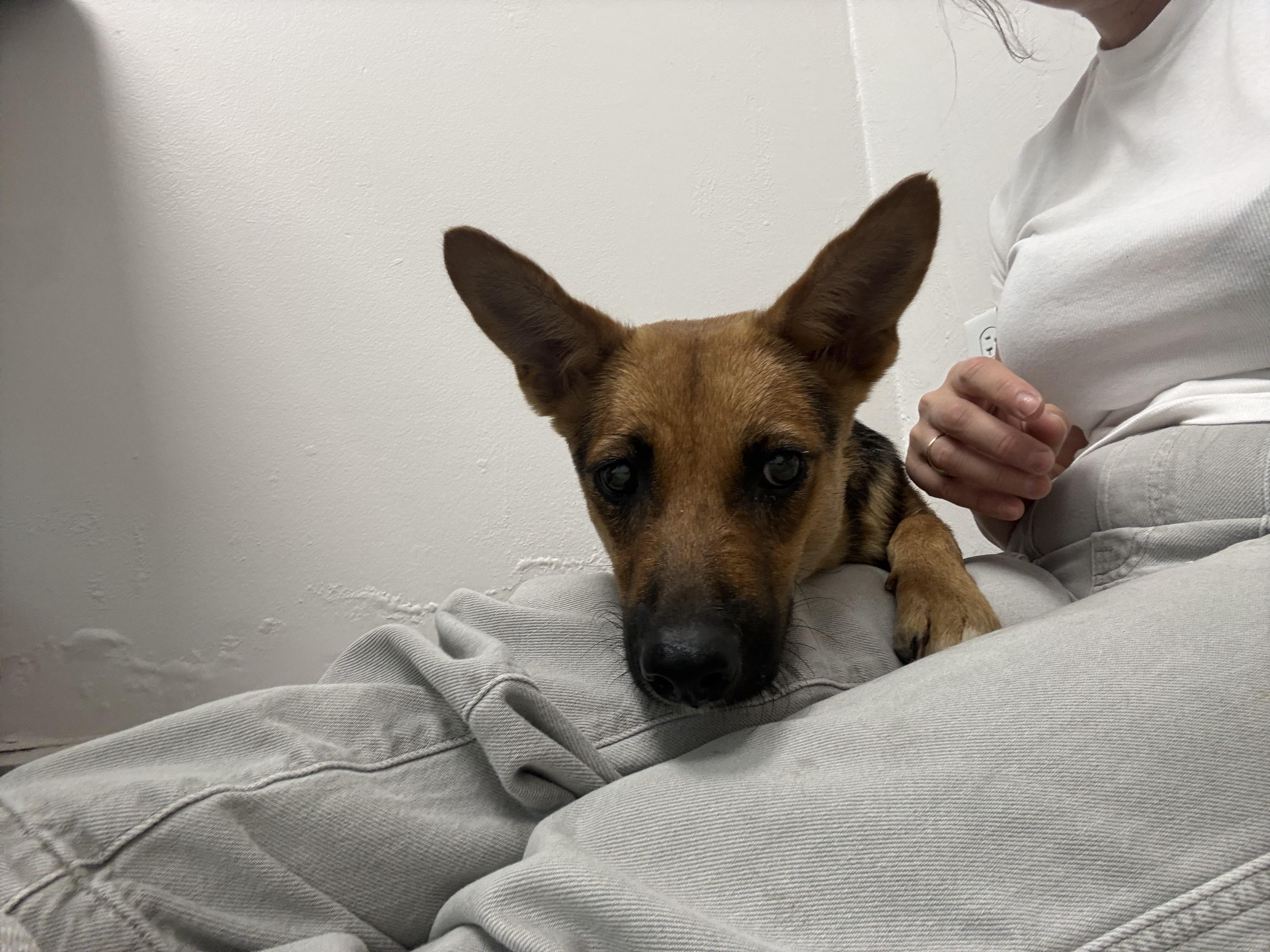 Enlarge Kamila, a ADOPTABLE mixed breed in Mount Kisco, NY image 2/5