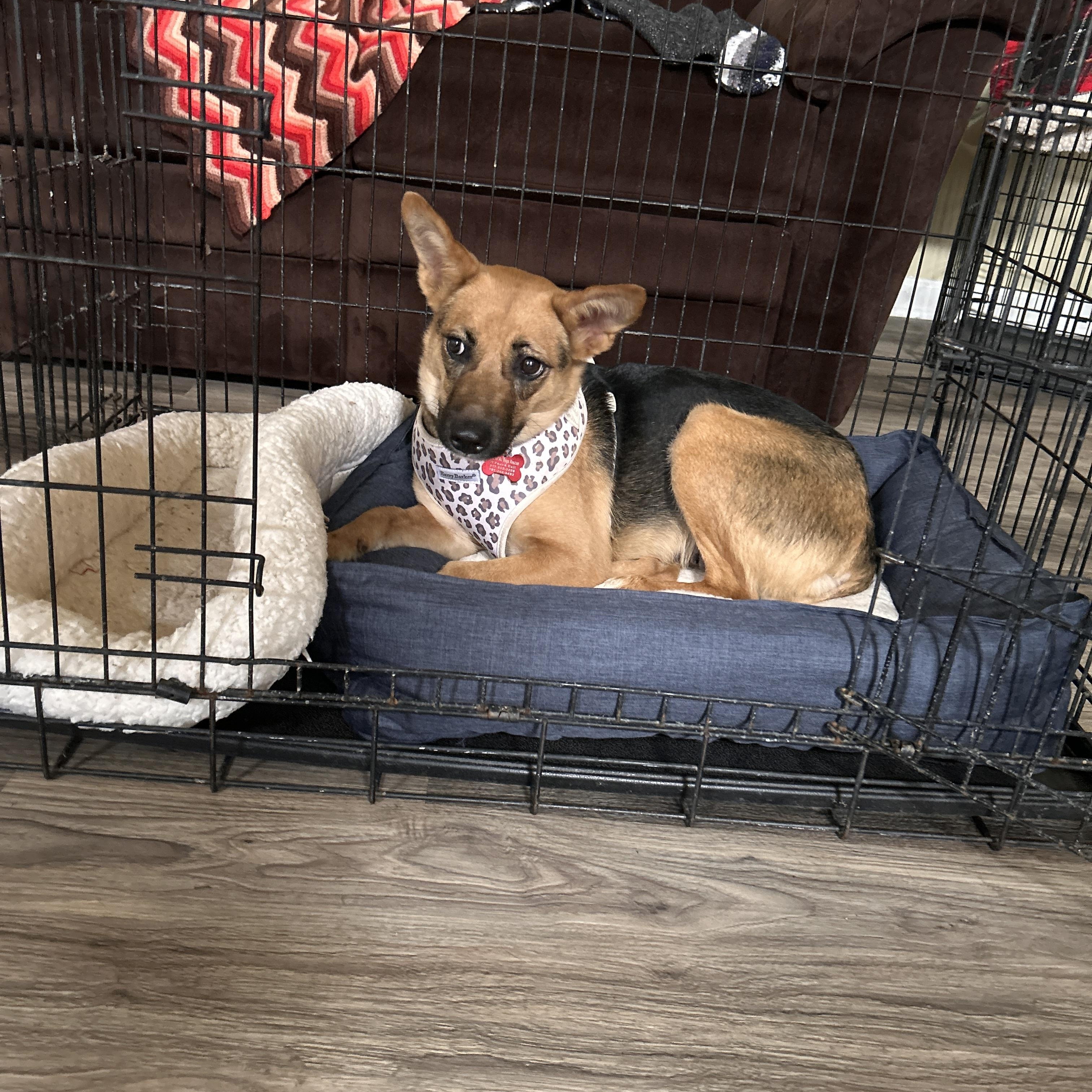Kamila, an adoptable mixed breed in Staten Island , NY image 3/6