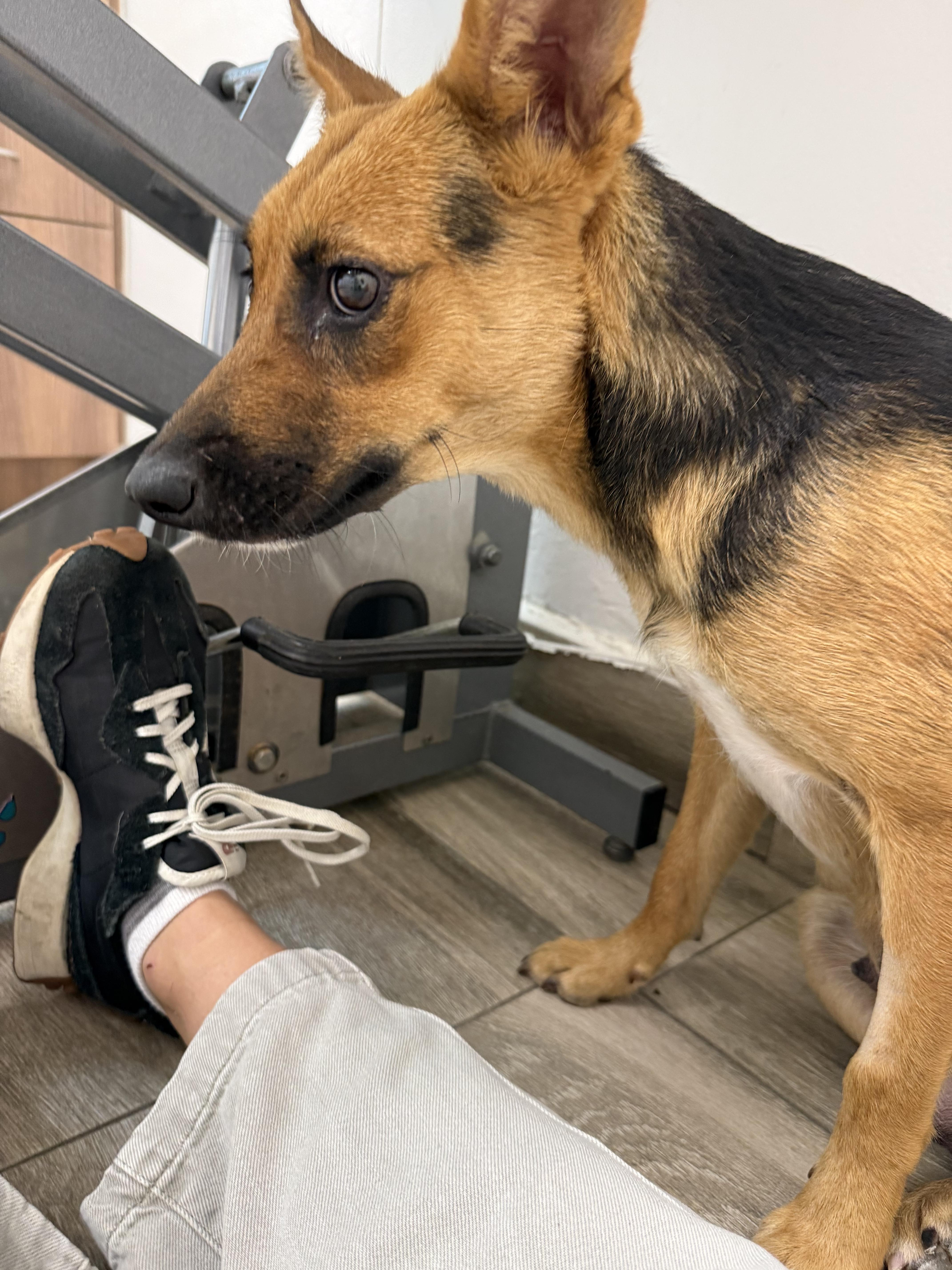 Enlarge Kamila, a ADOPTABLE mixed breed in Mount Kisco, NY image 3/5