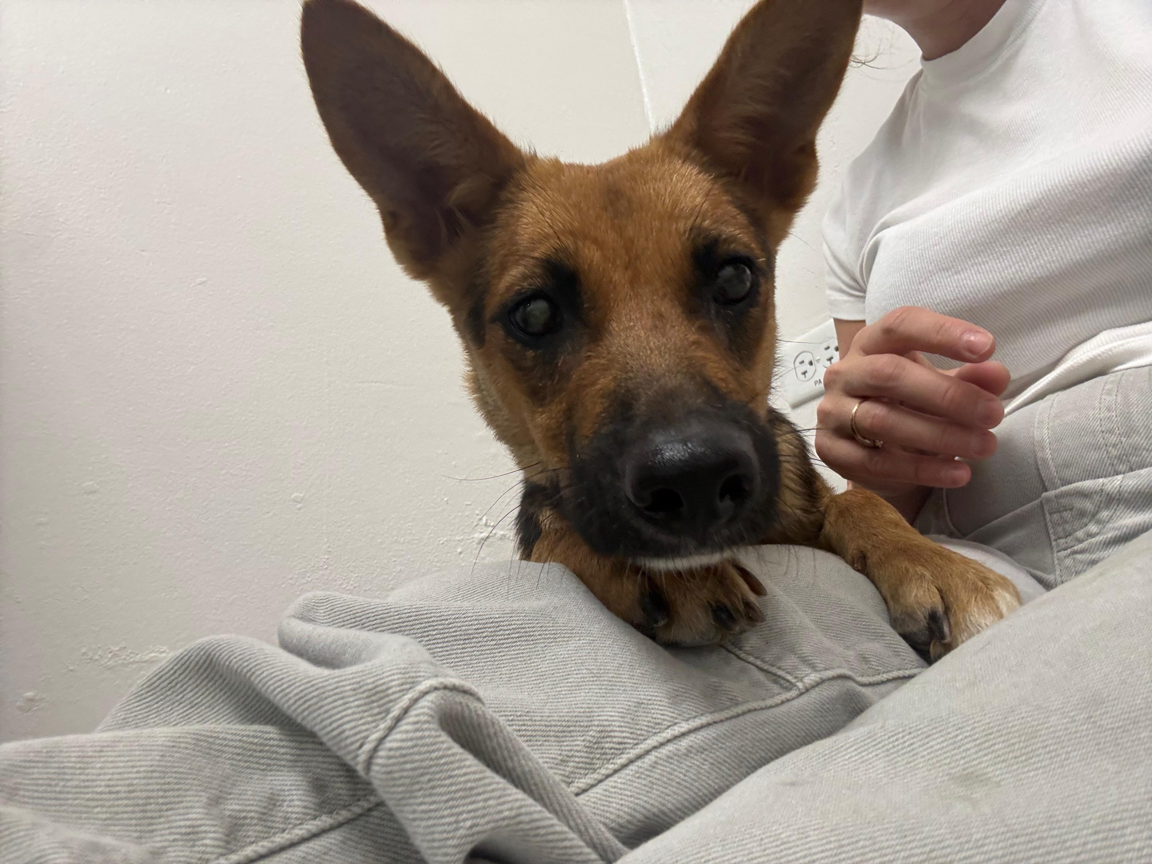 Enlarge Kamila, a ADOPTABLE mixed breed in Mount Kisco, NY image 5/5