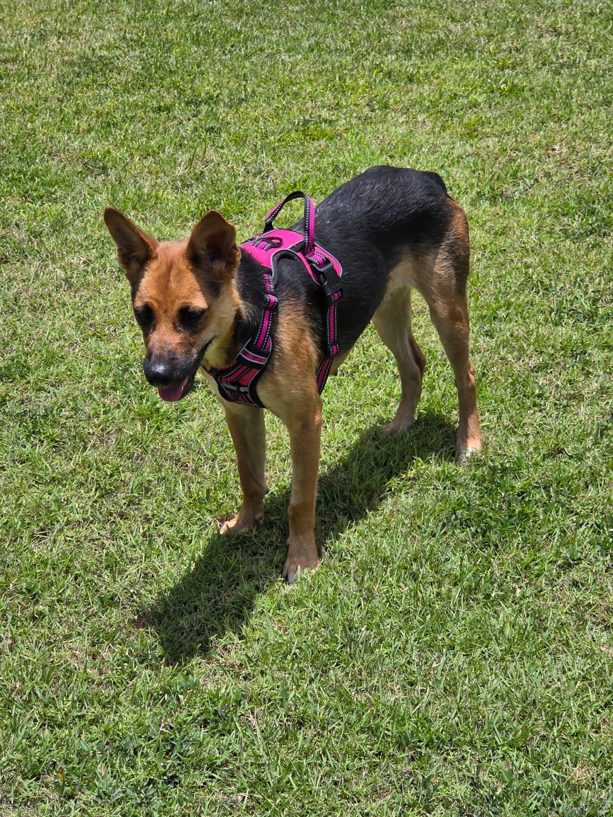 Kamila, an adoptable mixed breed in Fairlawn , NJ image 4/5