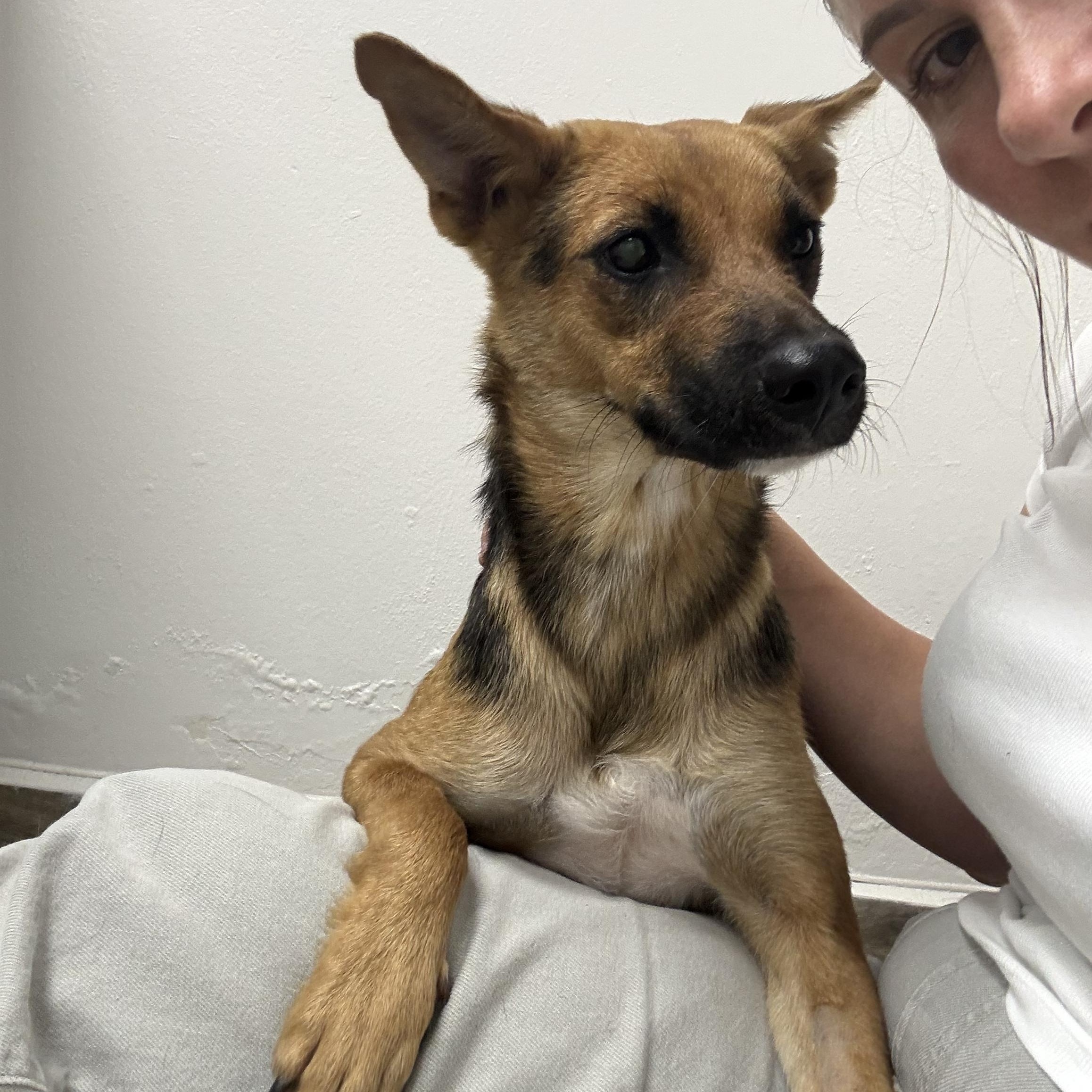 Kamila, ADOPTABLE, Young Female German Shepherd Dog.
