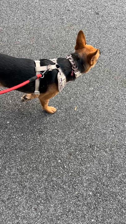 Enlarge Kamila, an adoptable mixed breed in Staten Island , NY video 5/6