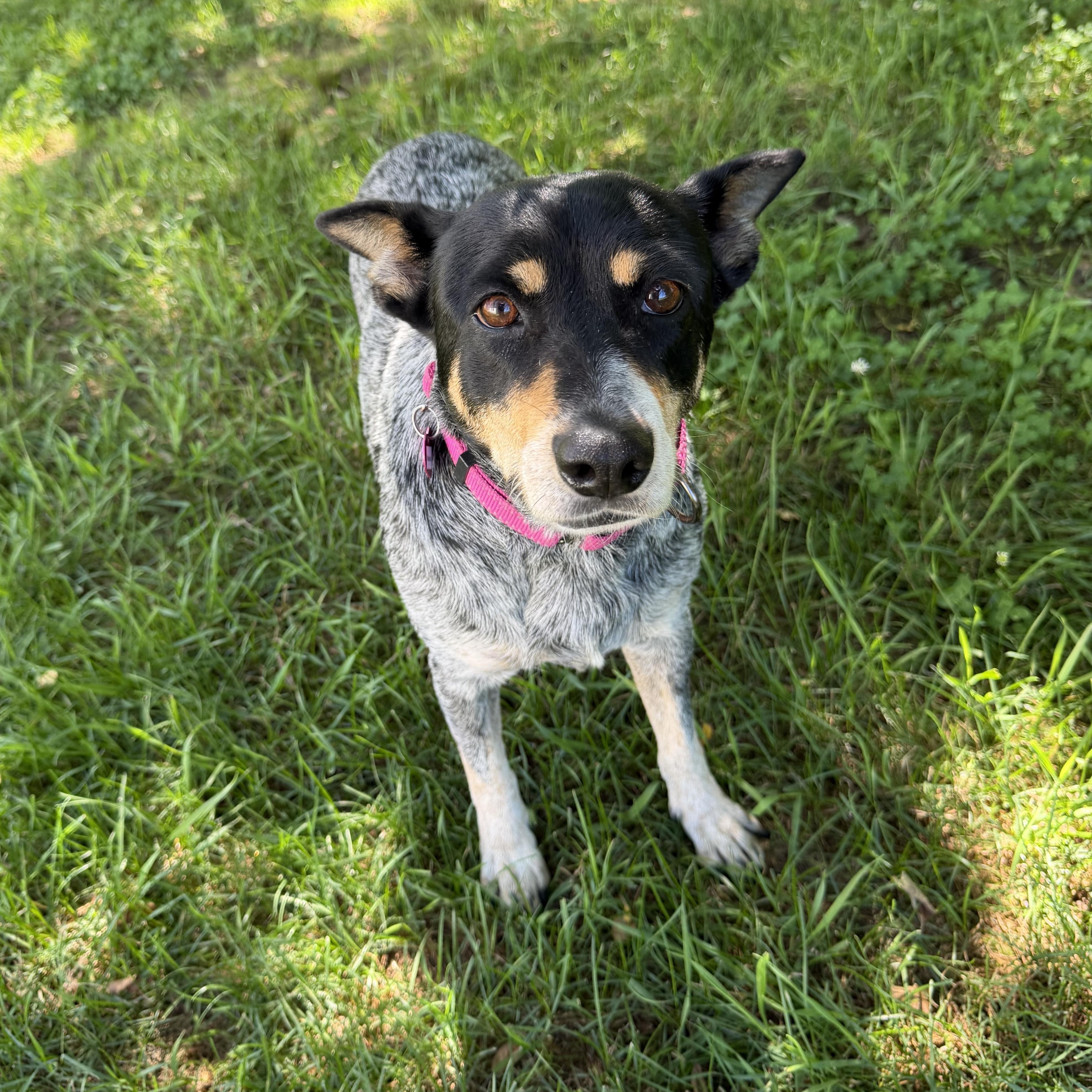 Maserati, ADOPTABLE, Adult Female Australian Cattle Dog / Blue Heeler.
