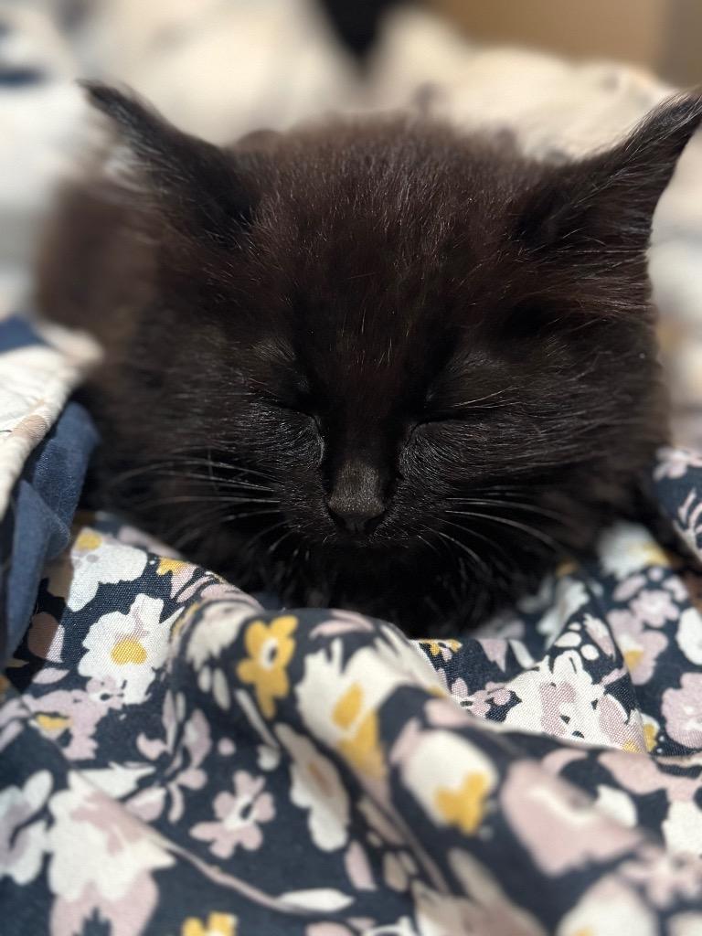 Enlarge Sabre, a Adoptable American Bobtail in Johnson City, TN image 1/3