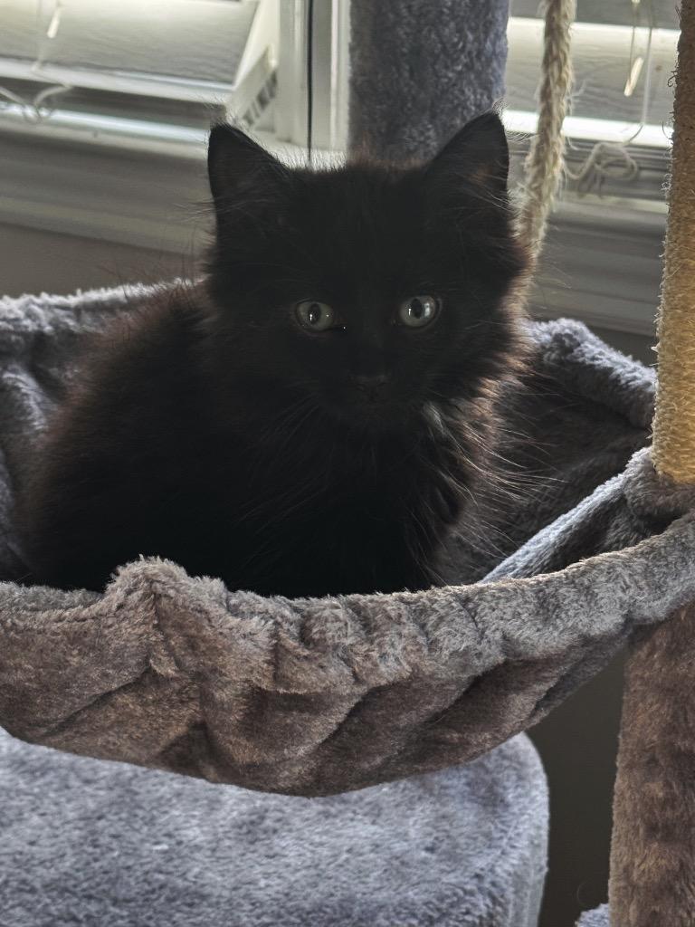 Enlarge Sabre, a Adoptable American Bobtail in Johnson City, TN image 2/3