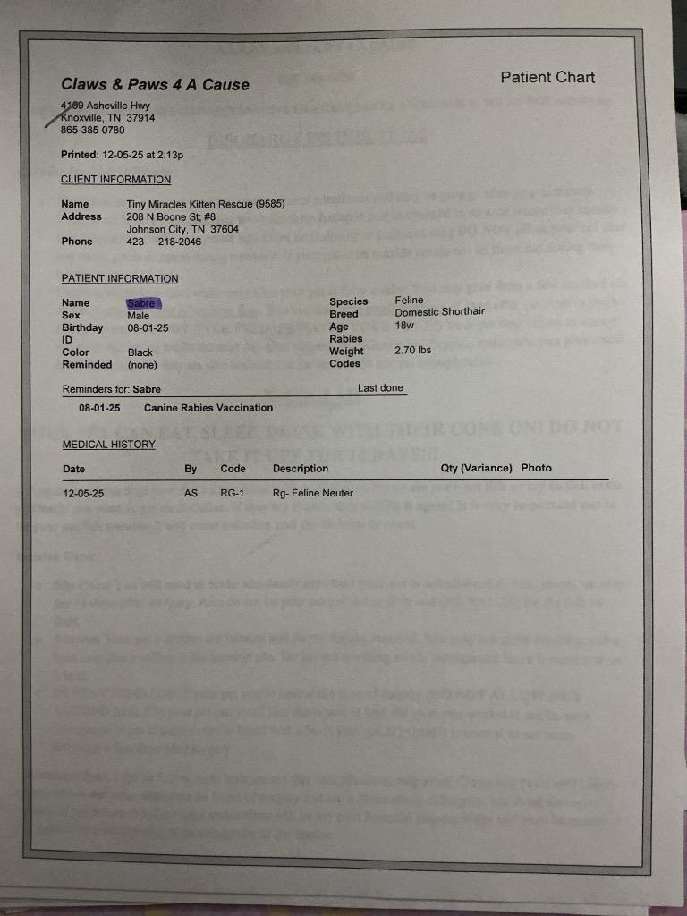 Enlarge Sabre, a Adoptable American Bobtail in Johnson City, TN image 3/3