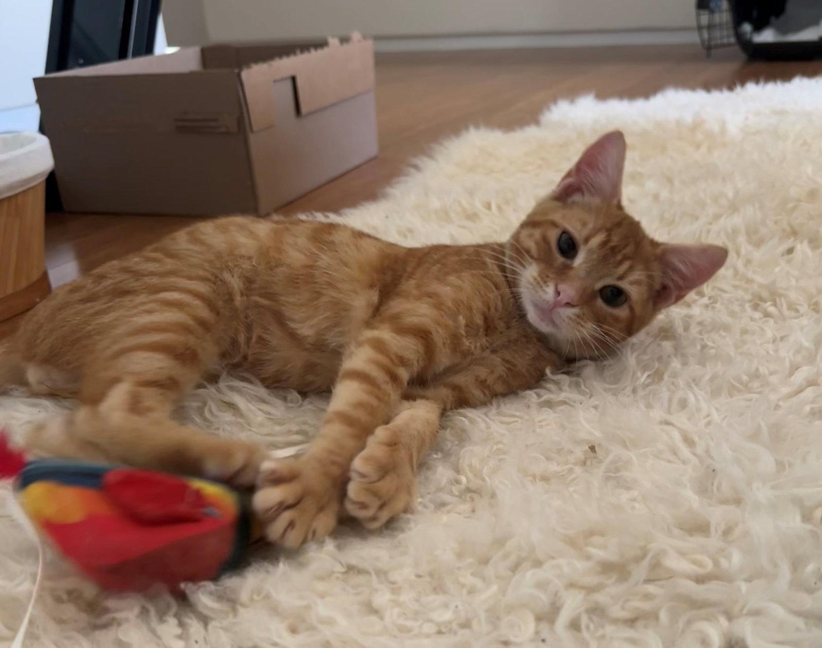 Baby Garfield, a Adopted American Shorthair in Oakland Park, FL image 1/2