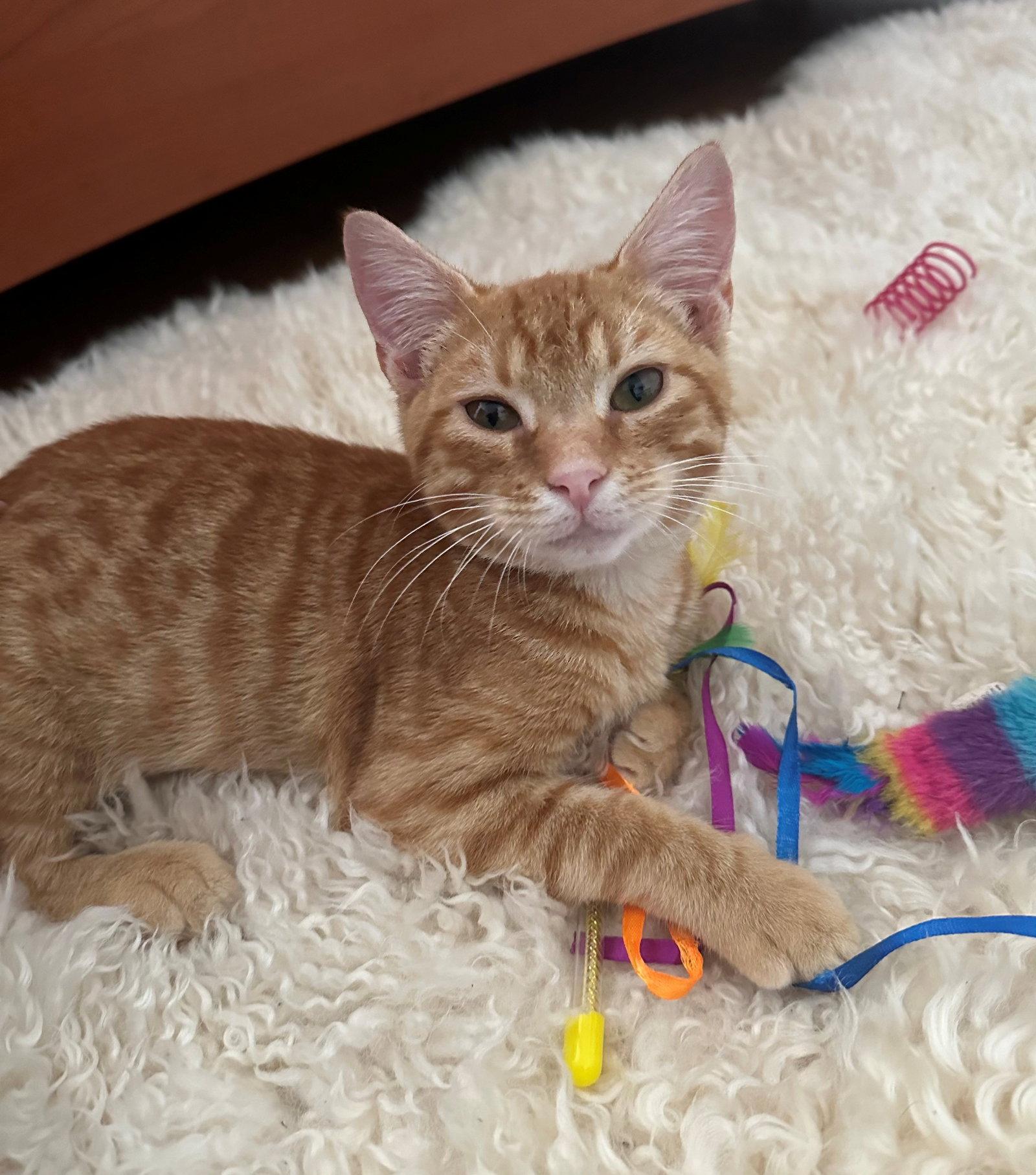 Baby Garfield, a Adopted American Shorthair in Oakland Park, FL image 2/2