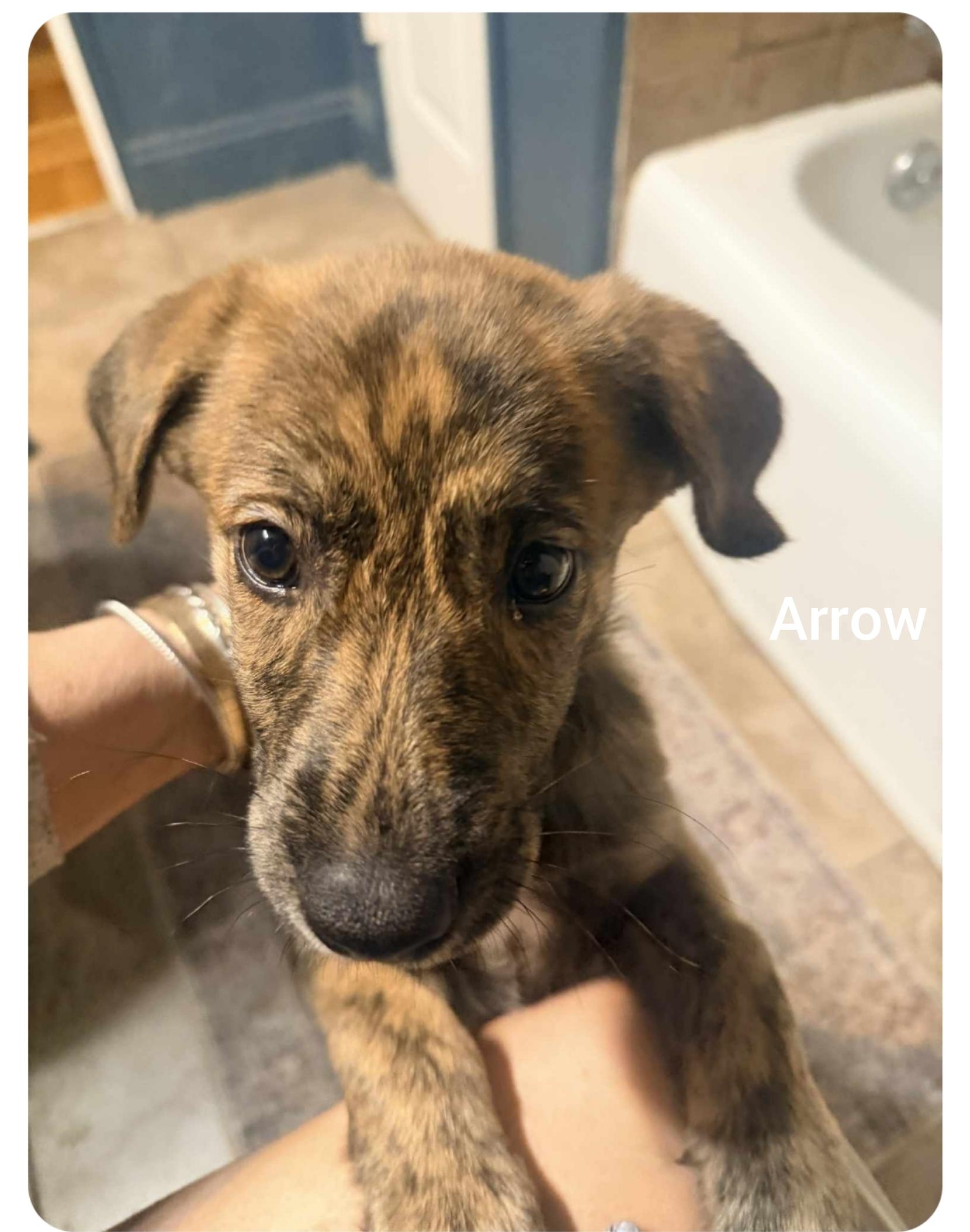 Enlarge Arrow ( Orlando Fl) valentines litter , a Adoptable mixed breed in Orlando, FL image 2/5