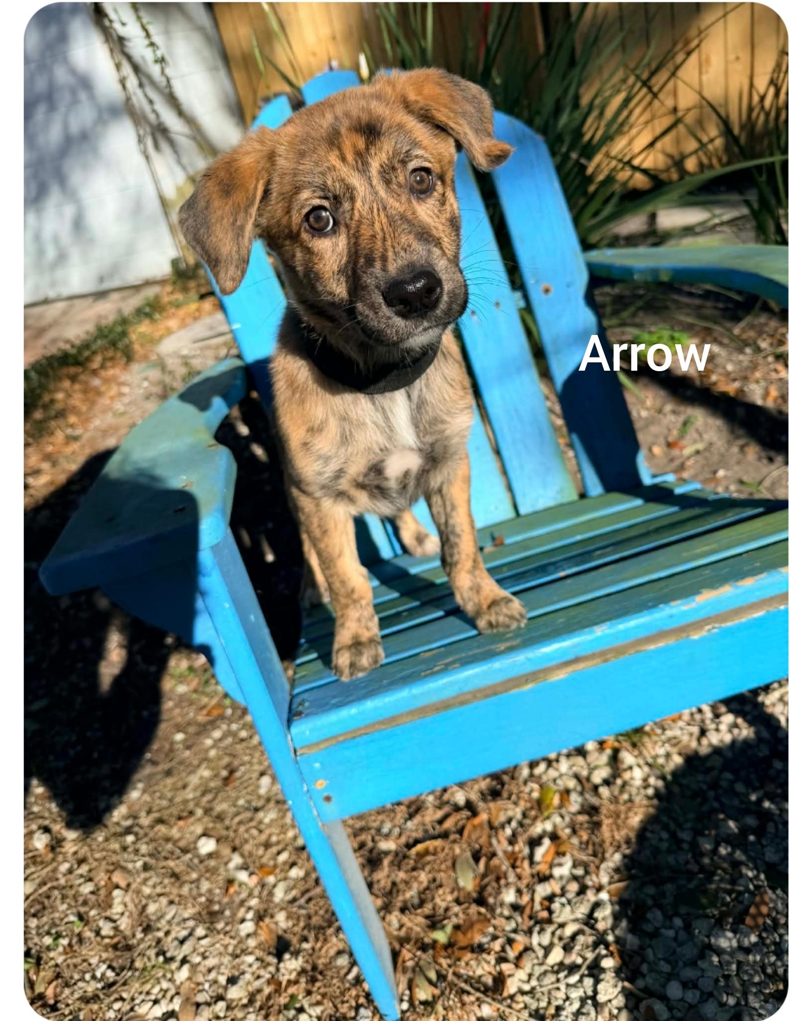 Enlarge Arrow ( Orlando Fl) valentines litter , a Adoptable mixed breed in Orlando, FL image 4/5