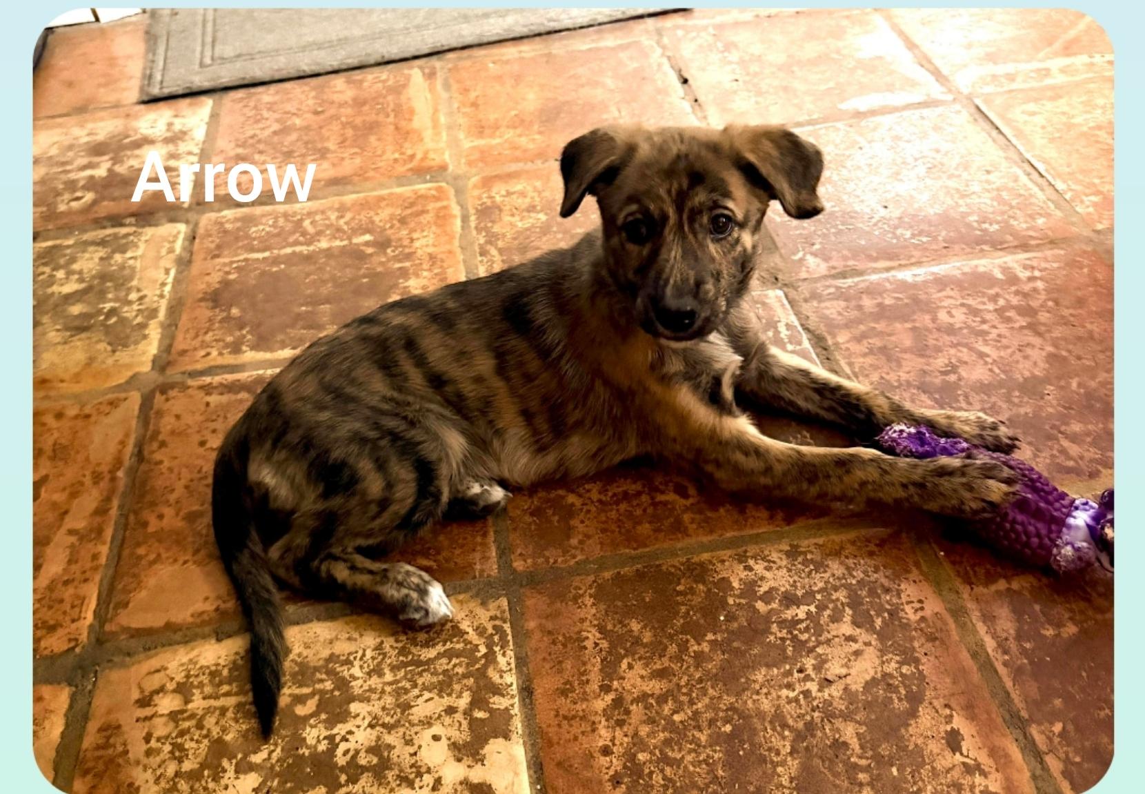 Arrow ( Orlando Fl) valentines litter , Adoptable, Puppy Female German Shepherd Dog.