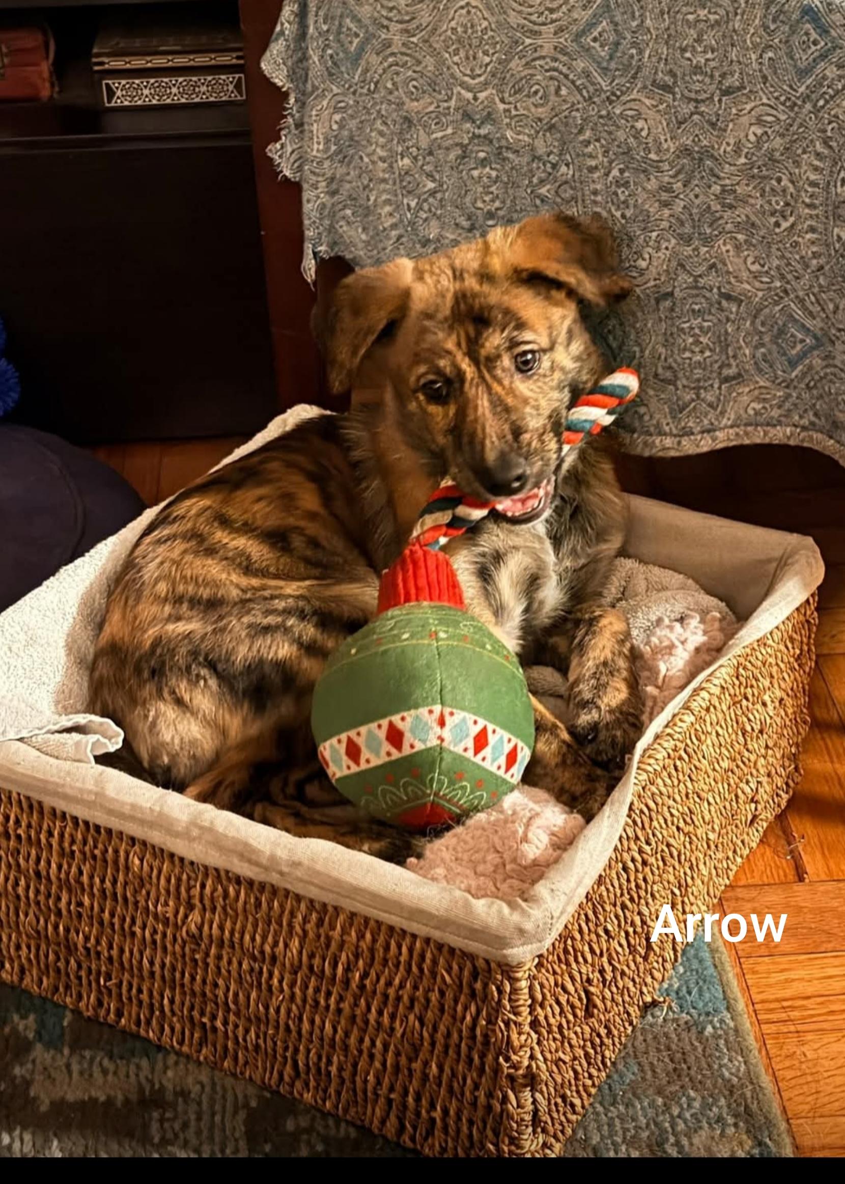 Enlarge Arrow ( Orlando Fl) valentines litter , a Adoptable mixed breed in Orlando, FL image 5/5
